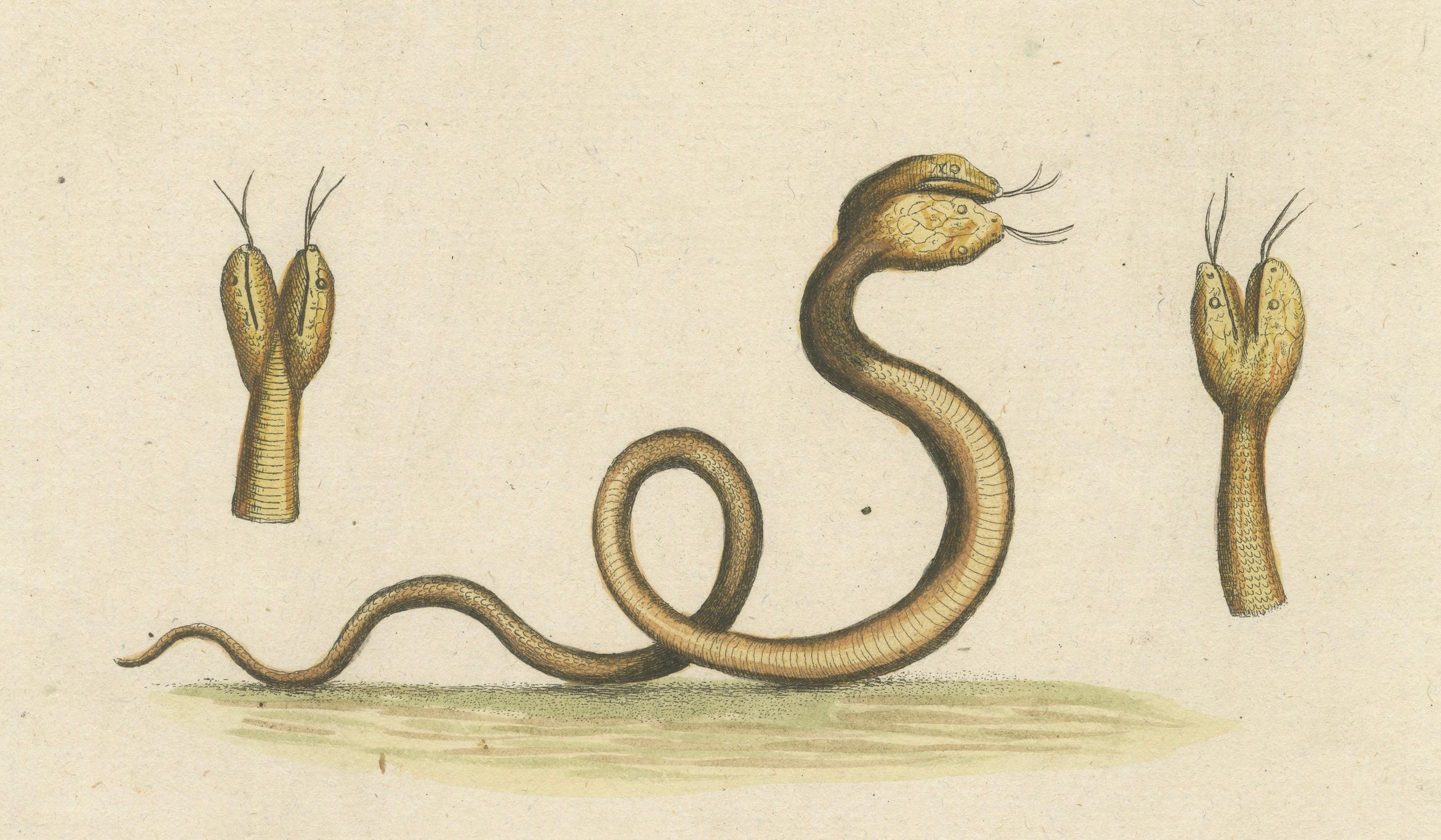 The Two-Headed Serpent and the Black Butterfly (Le serpent à deux têtes et le papillon noir), 1749 Bon état - En vente à Langweer, NL
