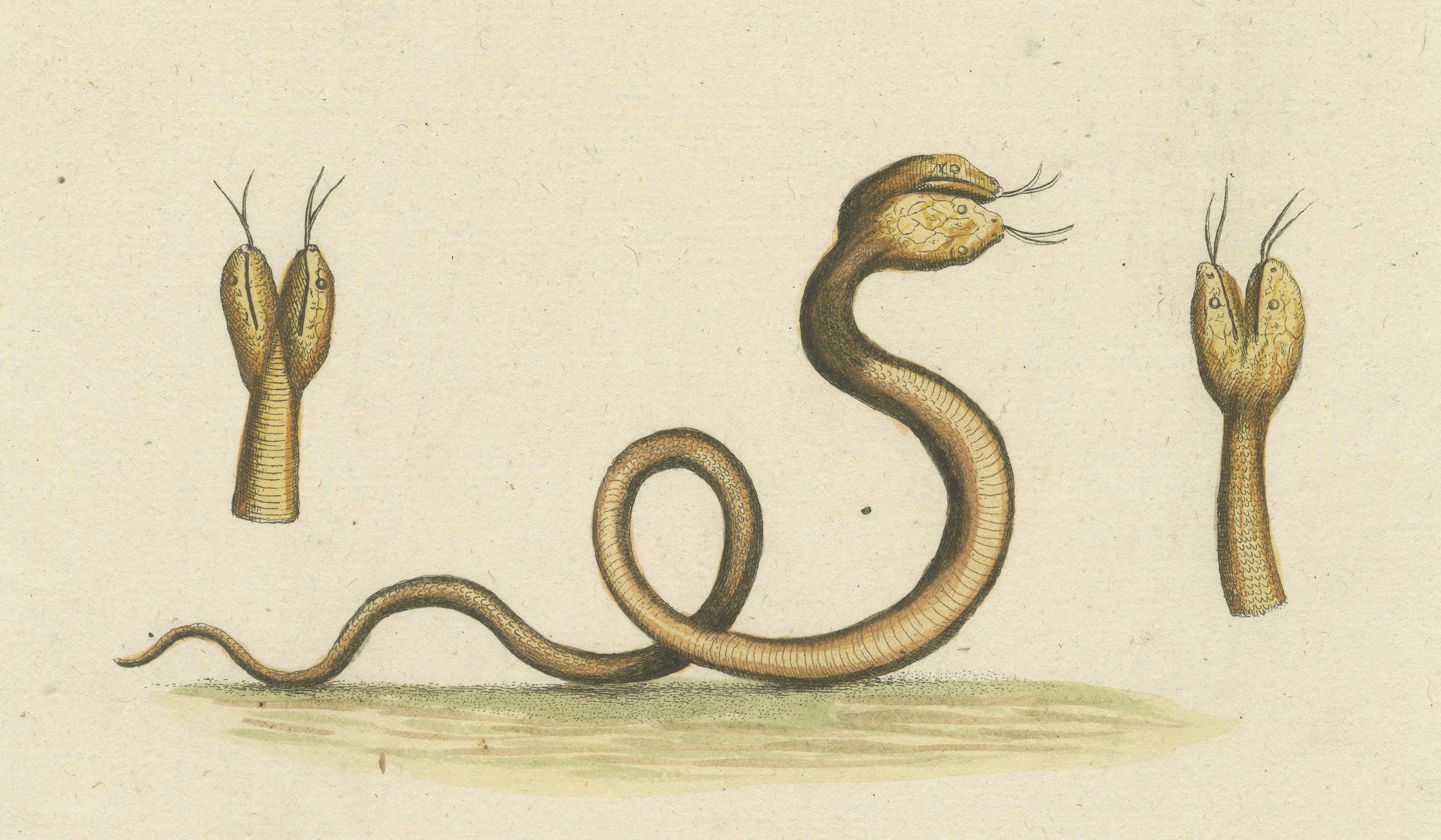 Engraved The Two-Headed Serpent and the Black Butterfly, 1749 For Sale