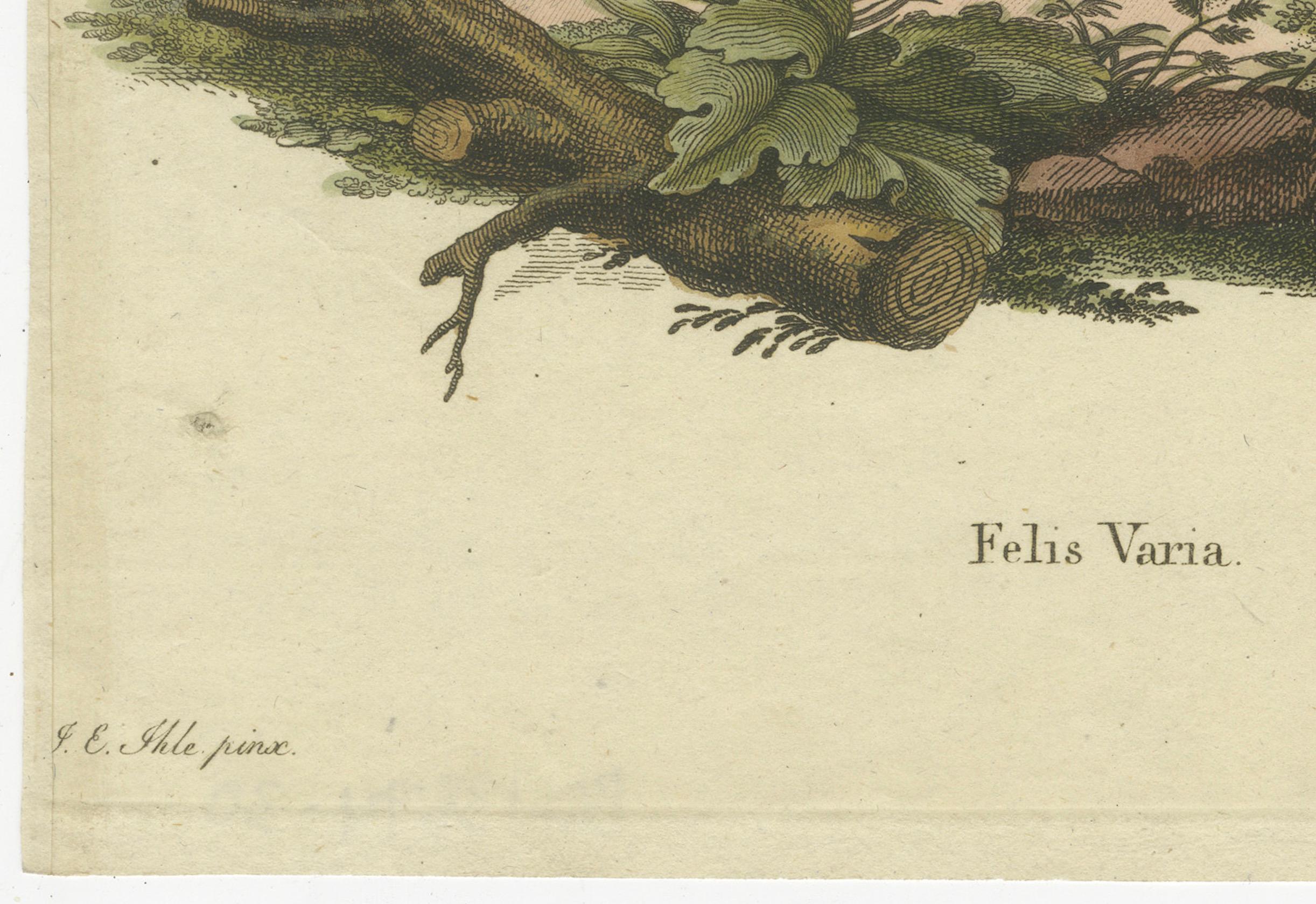The Varied Panther of Nature's Palette in einer handkolorierten Gravur, crica 1850 (Graviert) im Angebot