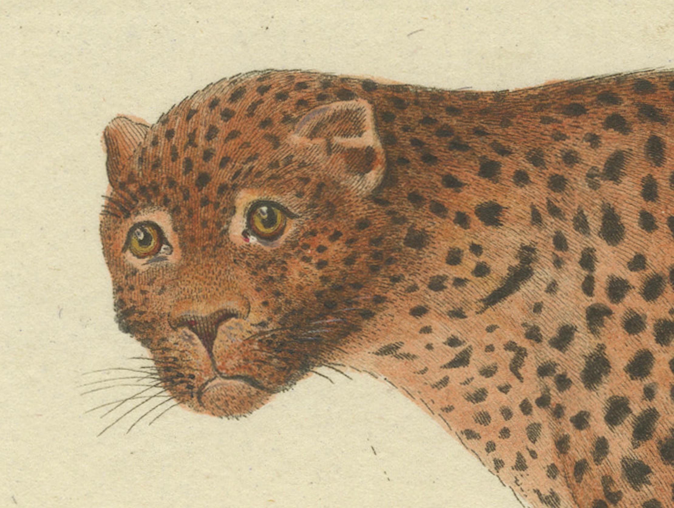 The Varied Panther of Nature's Palette in a Hand-Colored Engraving, crica 1850 In Good Condition For Sale In Langweer, NL