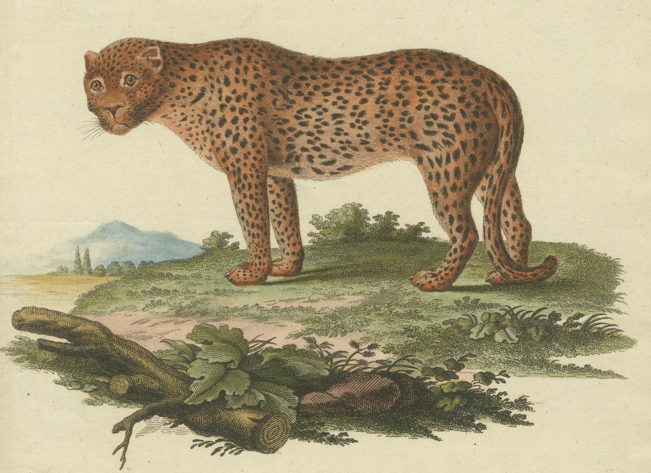Mid-19th Century The Varied Panther of Nature's Palette in a Hand-Colored Engraving, crica 1850 For Sale
