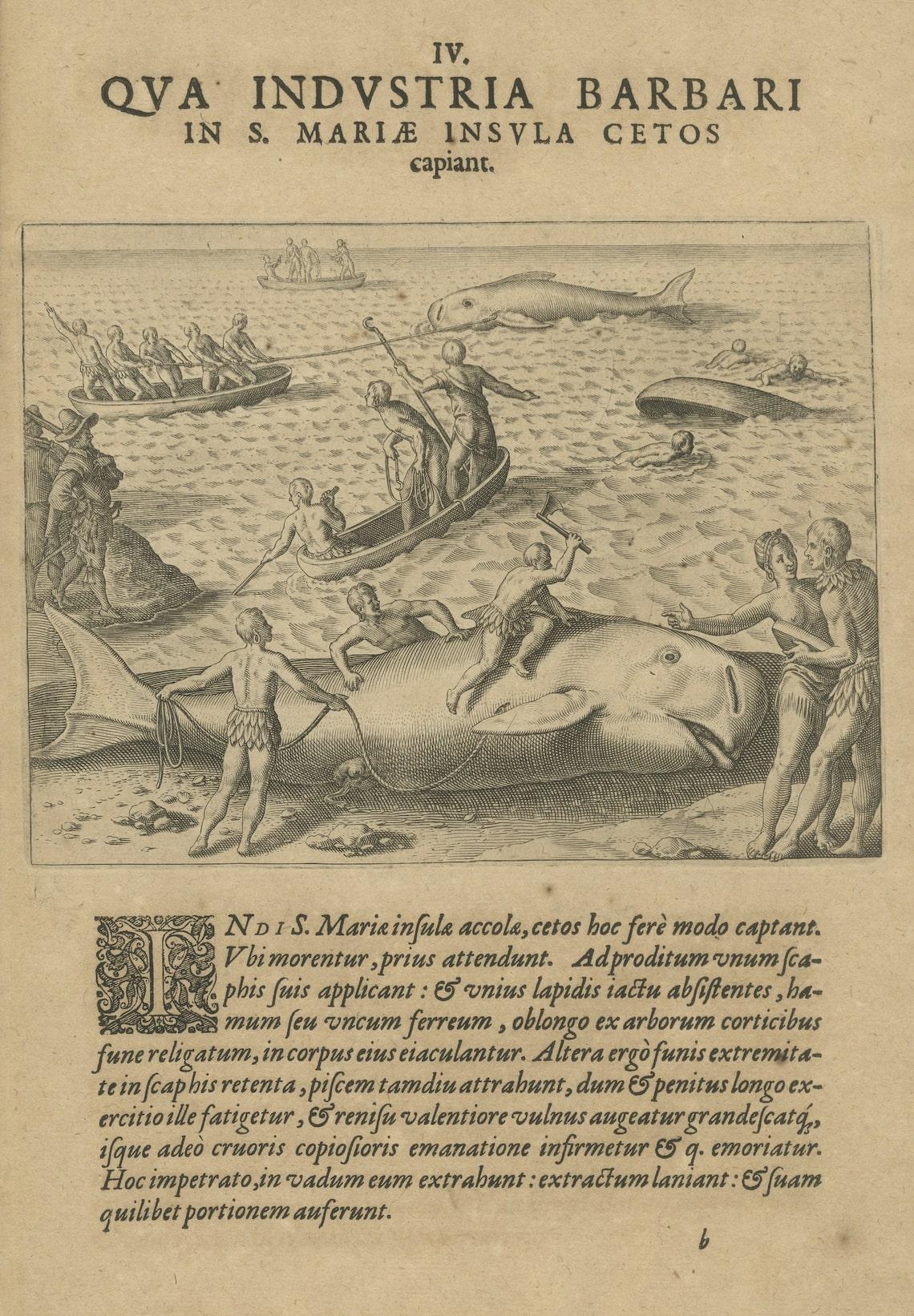 Original Antique engraving by Theodore De Bry from 'Pars Quarta Indiae Orientalis...,' 1601,  with descriptive latin text below the image.

This 1601 engraving presents an intriguing scene of marine harvest, depicting the industrious efforts of
