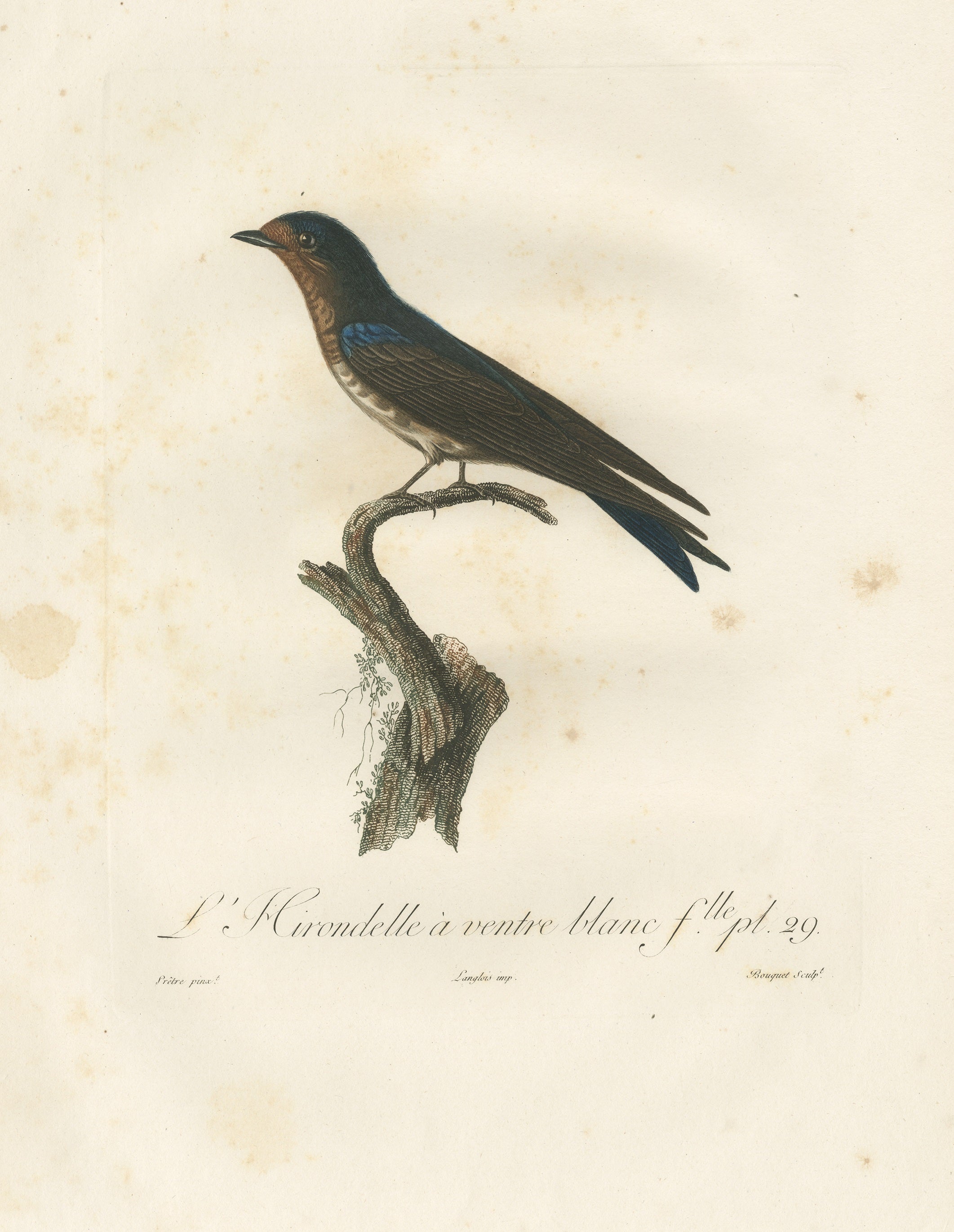 This striking antique bird print titled 