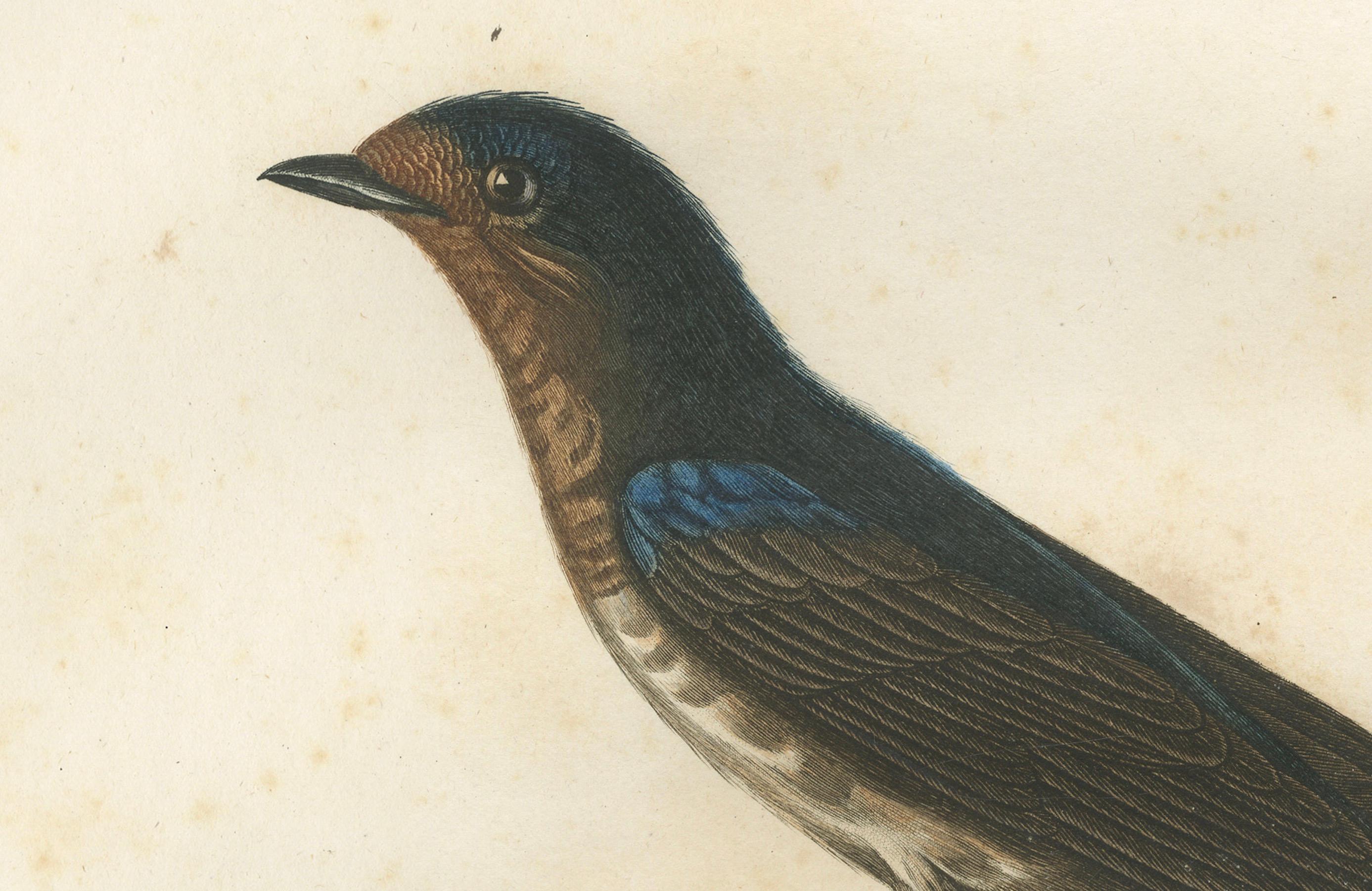 The White-Bellied Caribbean Martin – An 1807 Ornithological Illustration In Good Condition For Sale In Langweer, NL