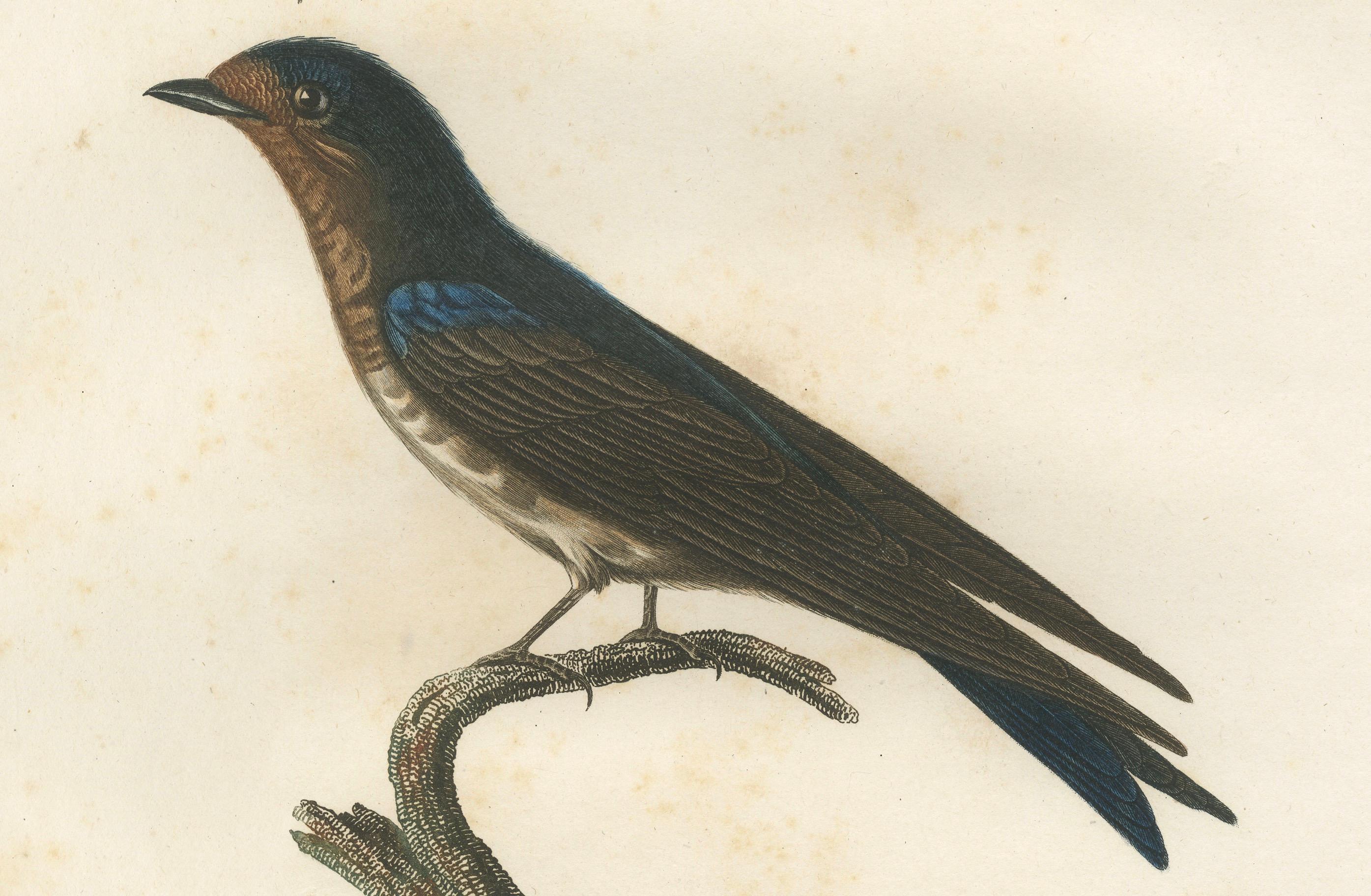 19th Century The White-Bellied Caribbean Martin – An 1807 Ornithological Illustration For Sale