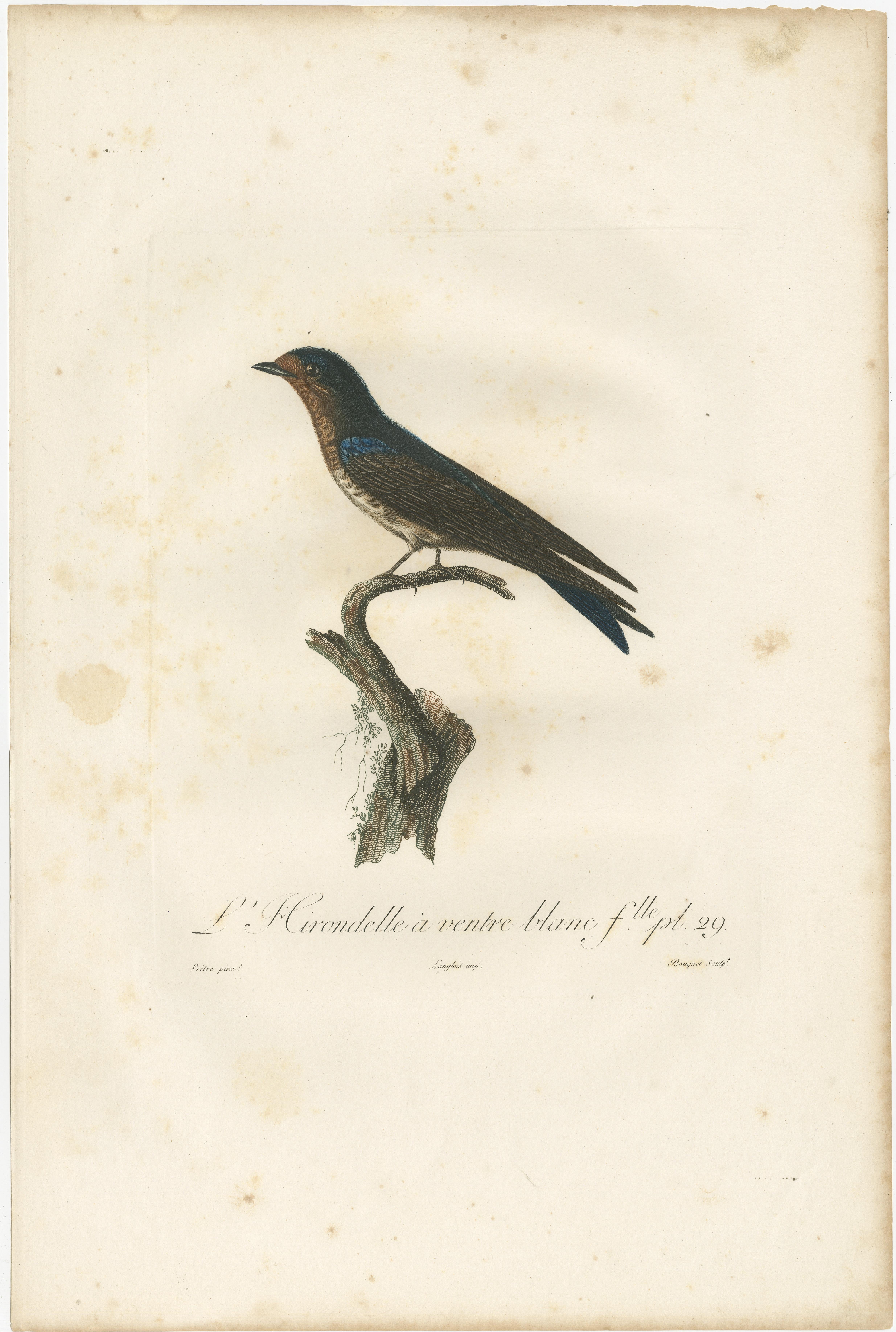 Paper The White-Bellied Caribbean Martin – An 1807 Ornithological Illustration For Sale