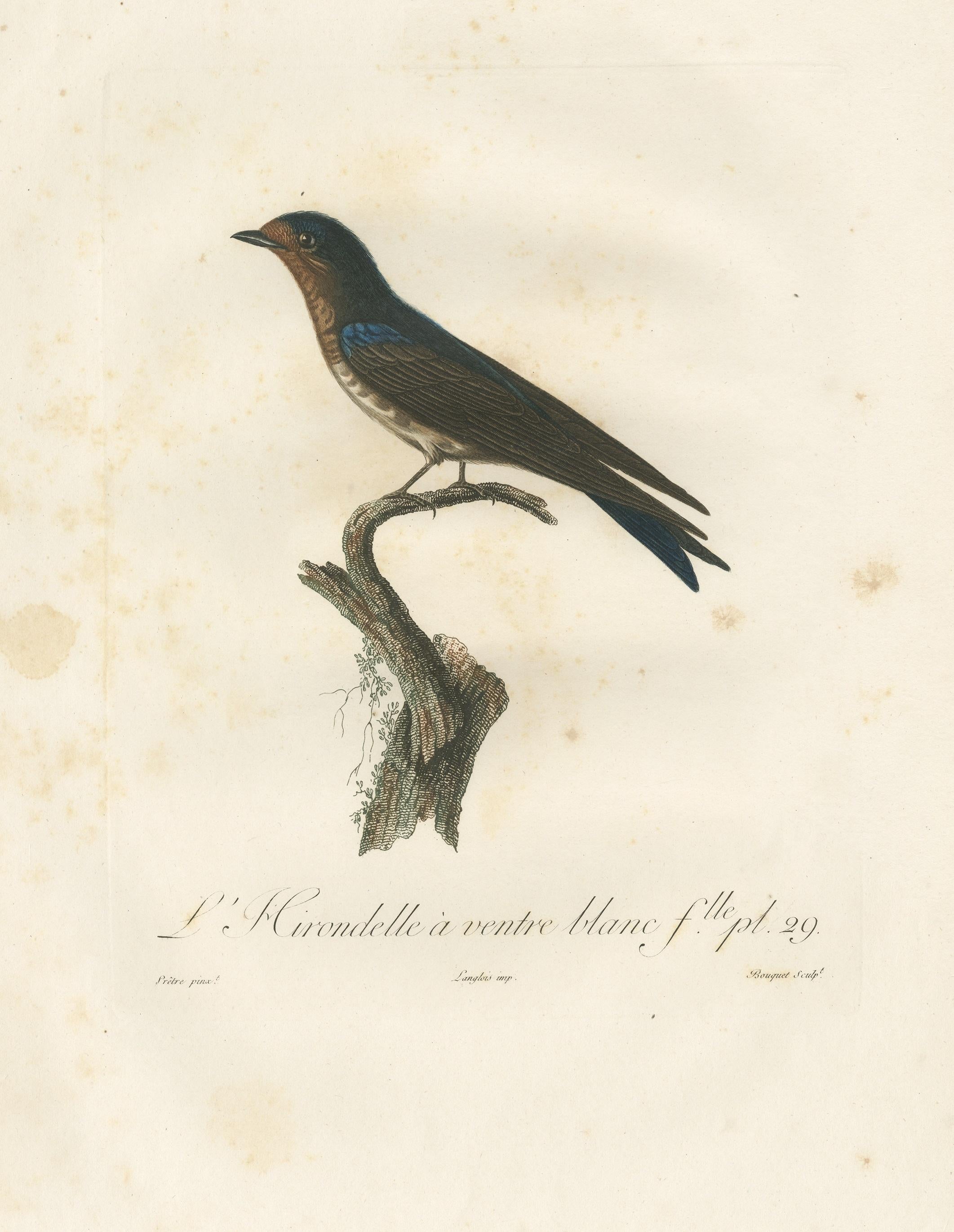 The White-Bellied Caribbean Martin – An 1807 Ornithological Illustration For Sale 1