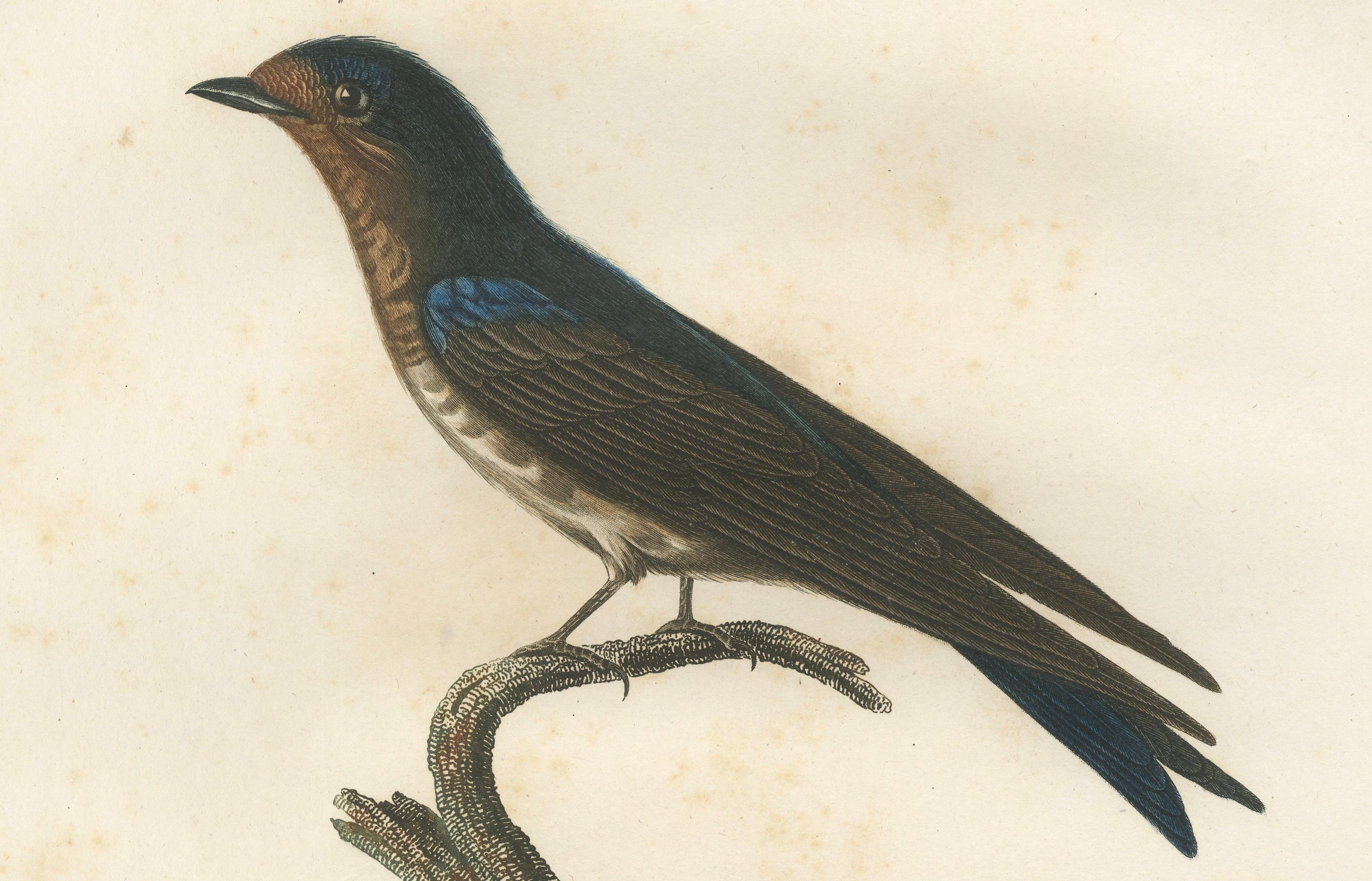 The White-Bellied Caribbean Martin – An 1807 Ornithological Illustration For Sale 2