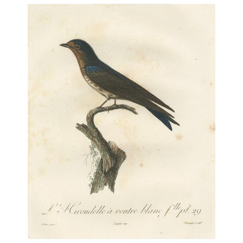 The White-Bellied Caribbean Martin, An 1807 Ornithological Illustration