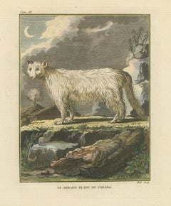 The White Fox of Canada – Elegant Arctic Wildlife Engraving Under Moonlight 1801