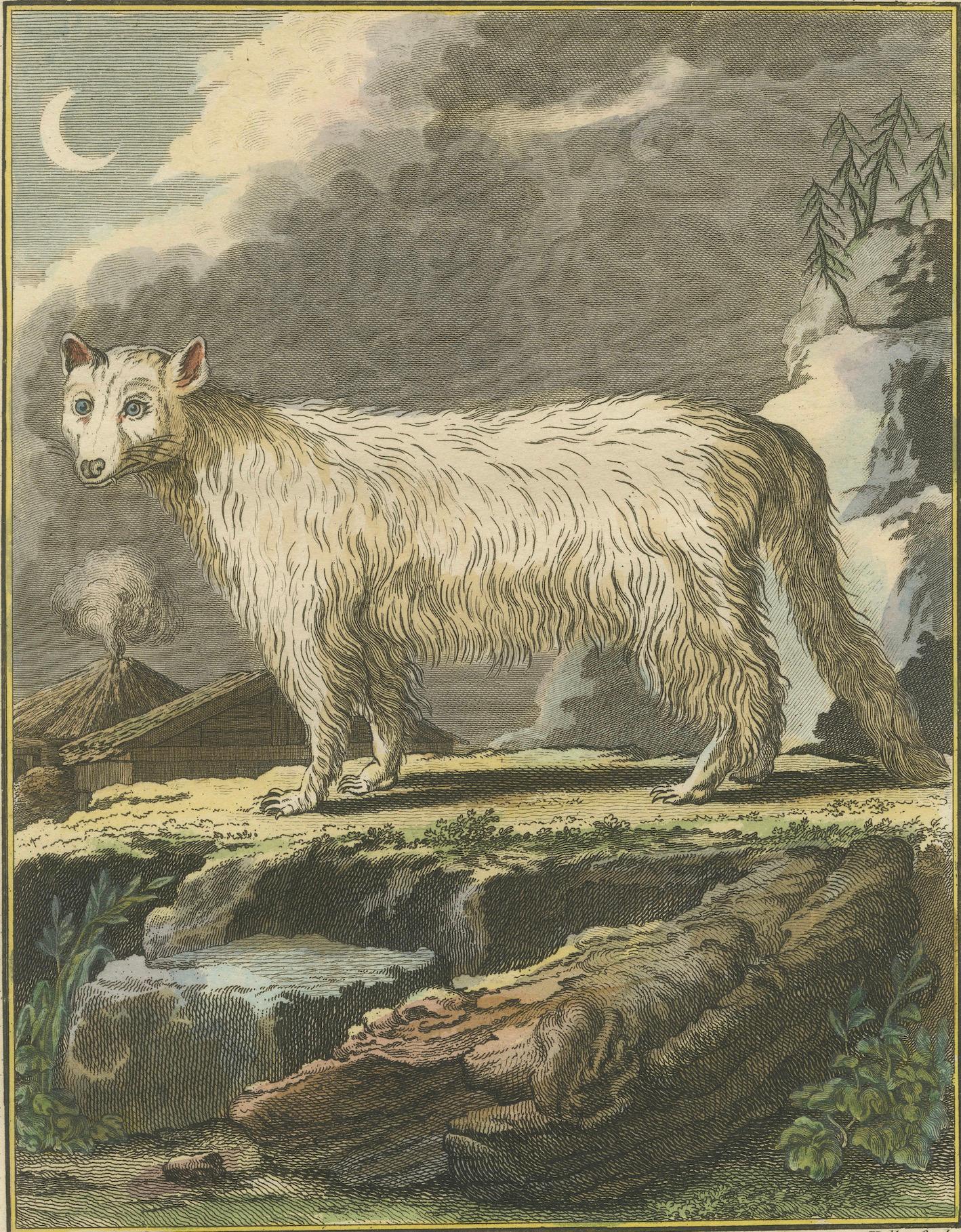 The White Fox of Canada – Elegant Arctic Wildlife Engraving Under Moonlight 1801