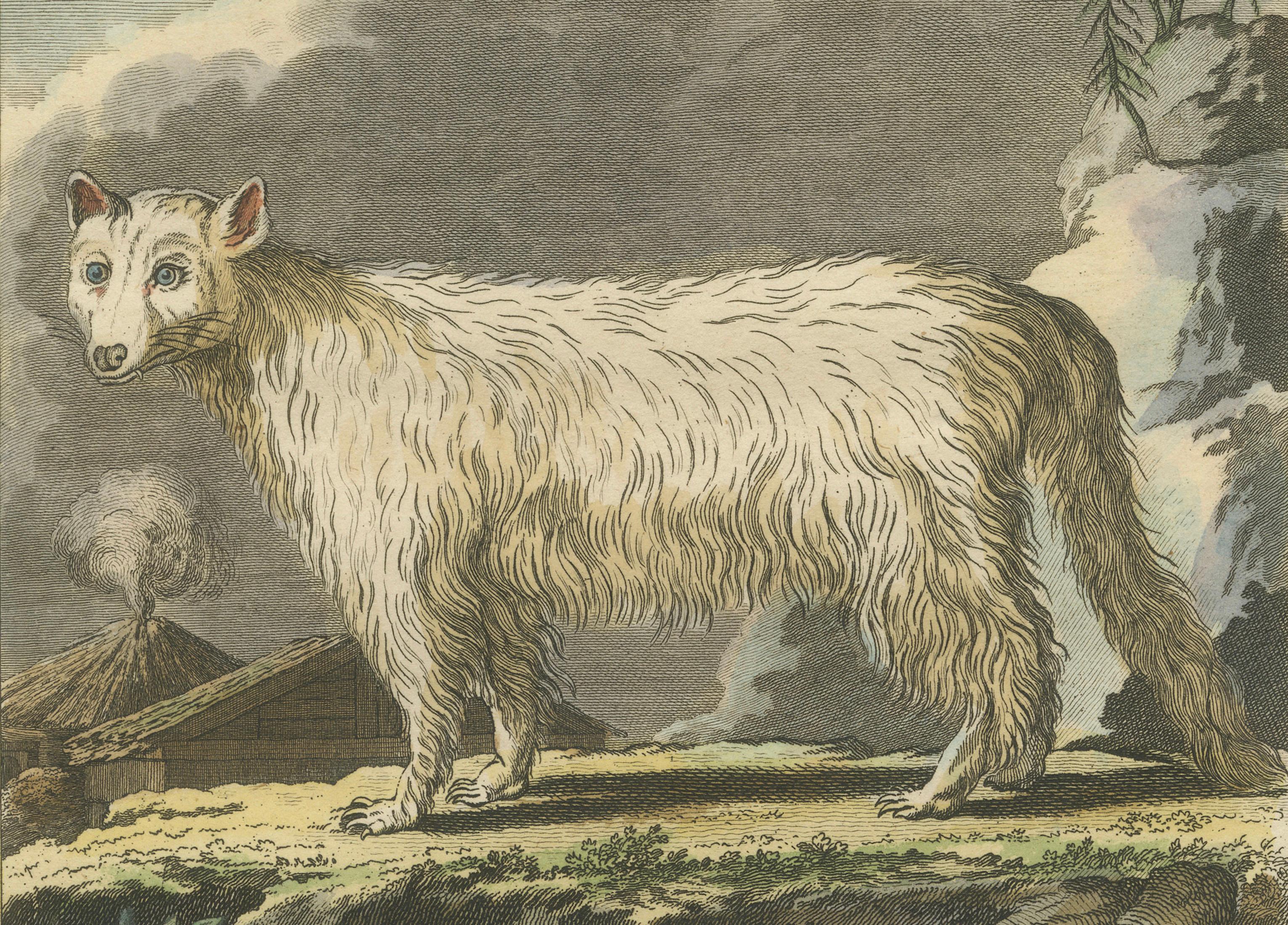 The White Fox of Canada – Elegant Arctic Wildlife Engraving Under Moonlight 1801