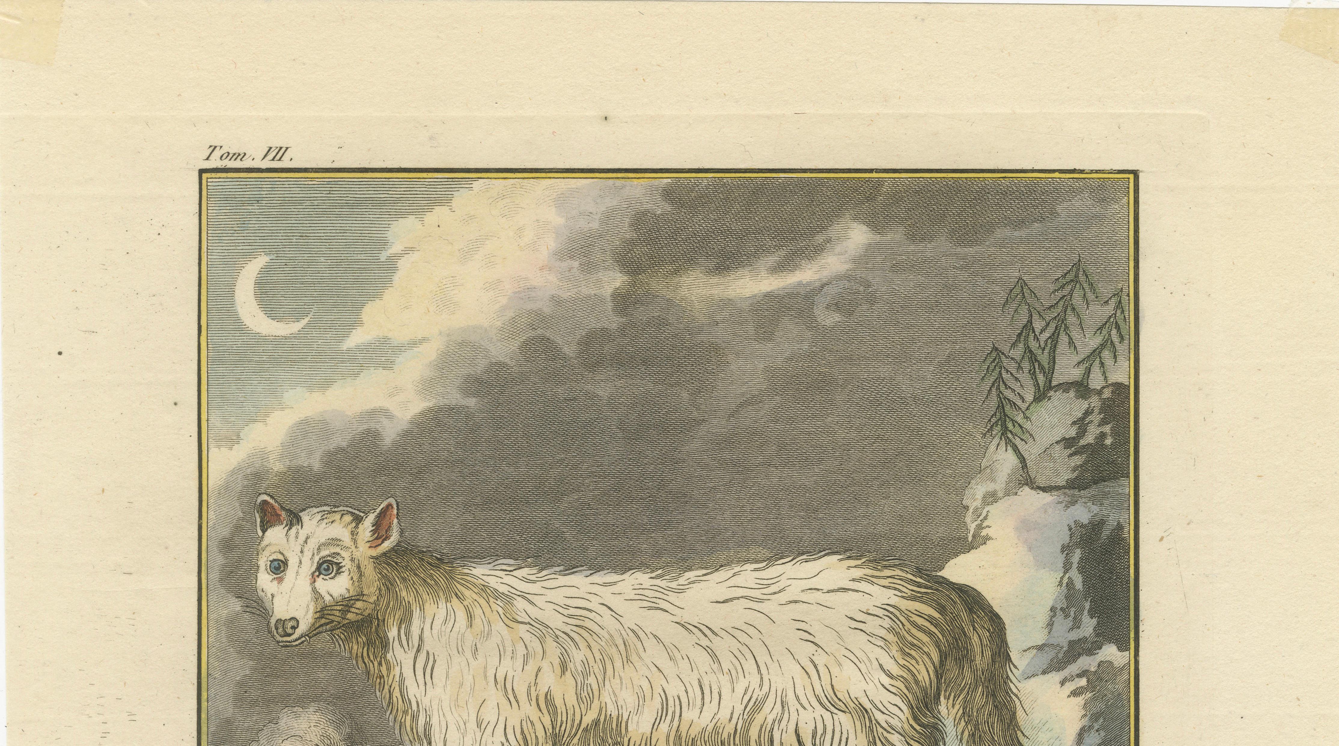 The White Fox of Canada – Elegant Arctic Wildlife Engraving Under Moonlight 1801