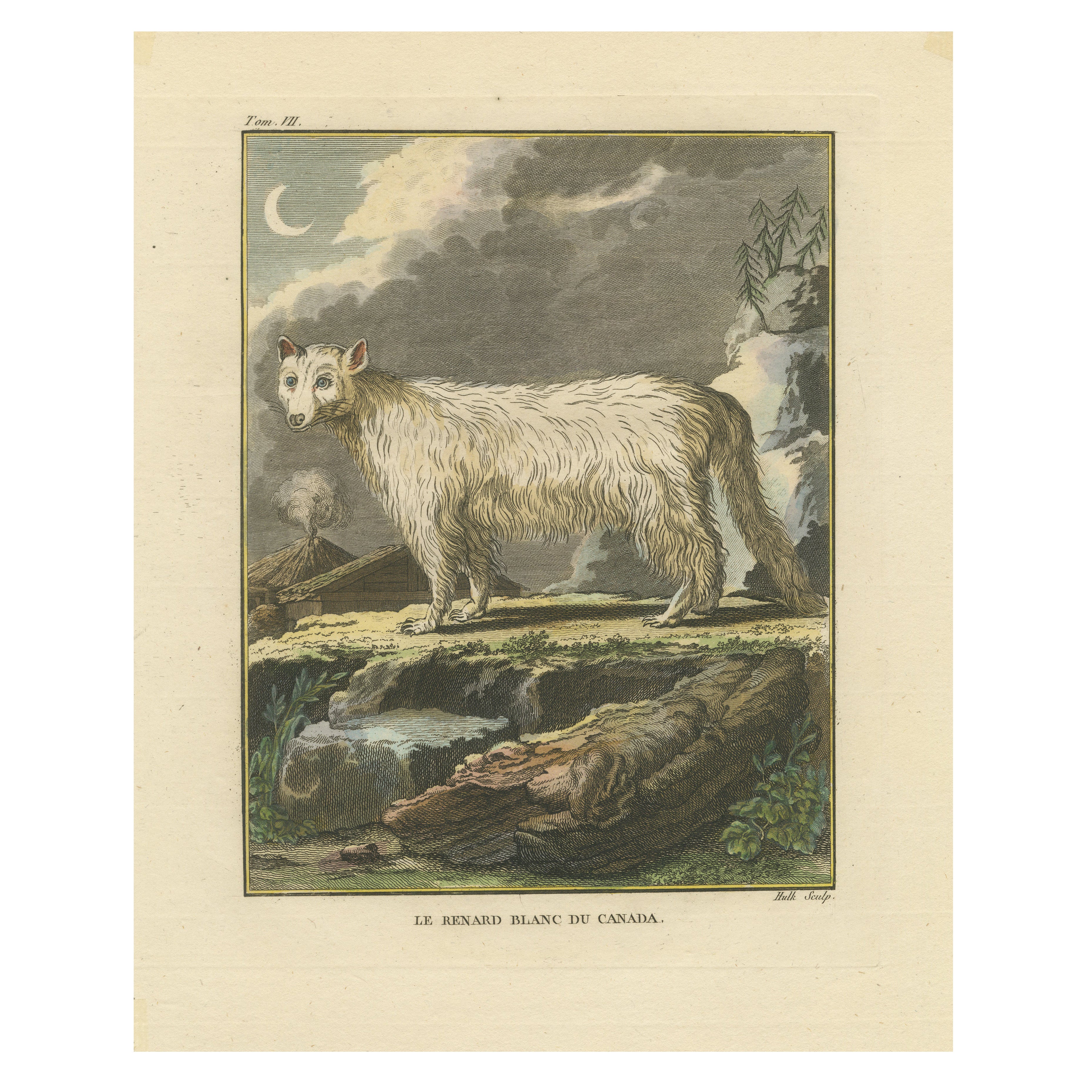 The White Fox of Canada – Elegant Arctic Wildlife Engraving Under Moonlight 1801 For Sale