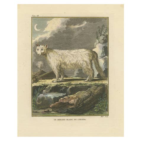 The White Fox of Canada – Elegant Arctic Wildlife Engraving Under Moonlight 1801