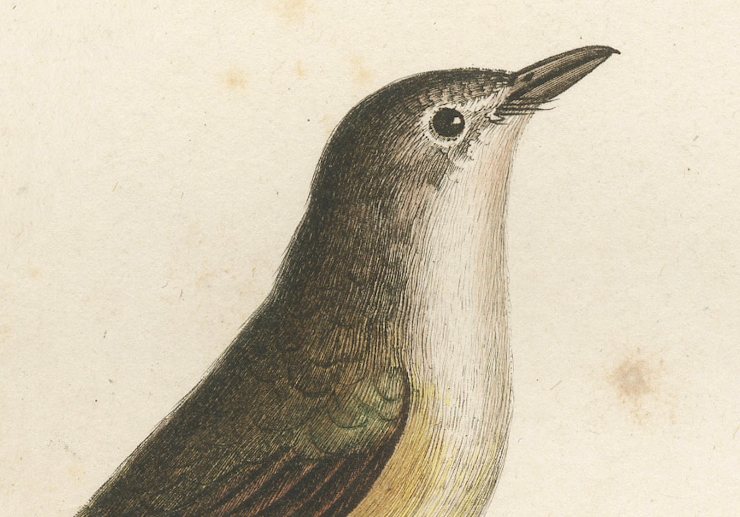 This handcolored antique print, titled 'Le Moucherolle doré', presents a portrayal of a flycatcher species, possibly the white golden flycatcher. The bird is depicted perched gracefully on a tree branch, turned slightly to its left, allowing a clear