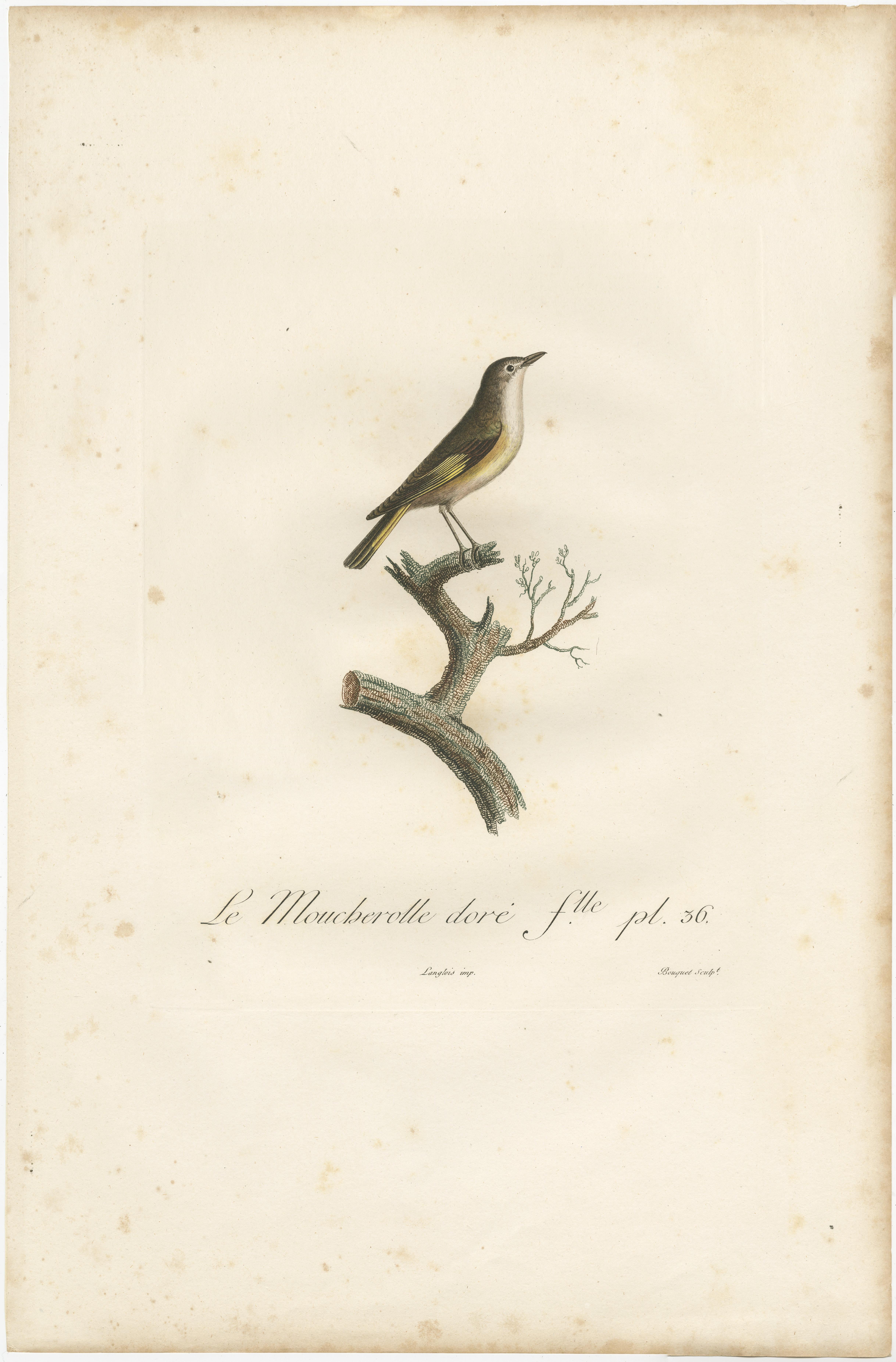 The White Golden Flycatcher - 'Le Moucherolle doré' Antique Ornithological Print In Good Condition For Sale In Langweer, NL