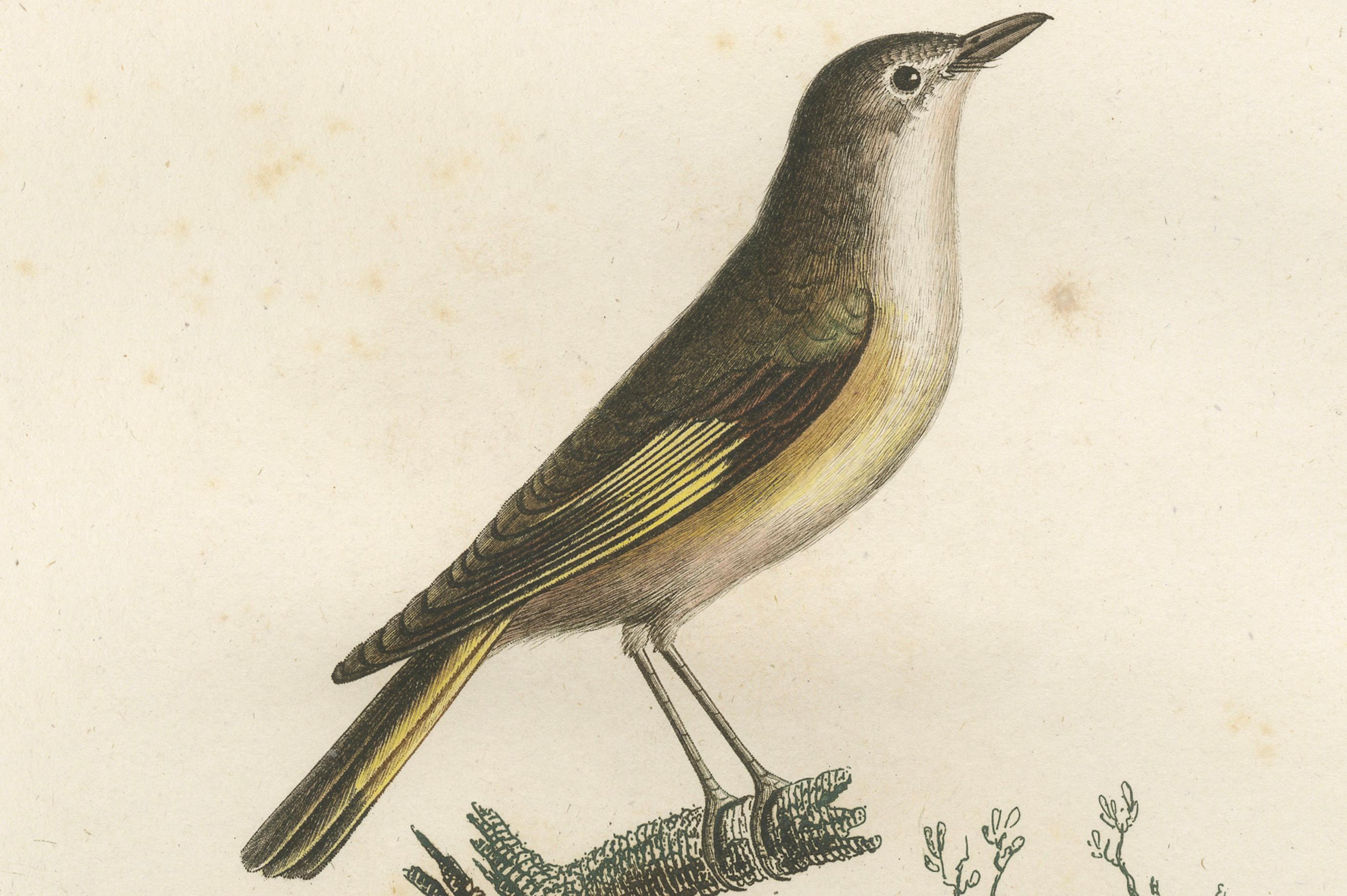 The White Golden Flycatcher - 'Le Moucherolle doré' Antiker ornithologischer Druck (19. Jahrhundert) im Angebot