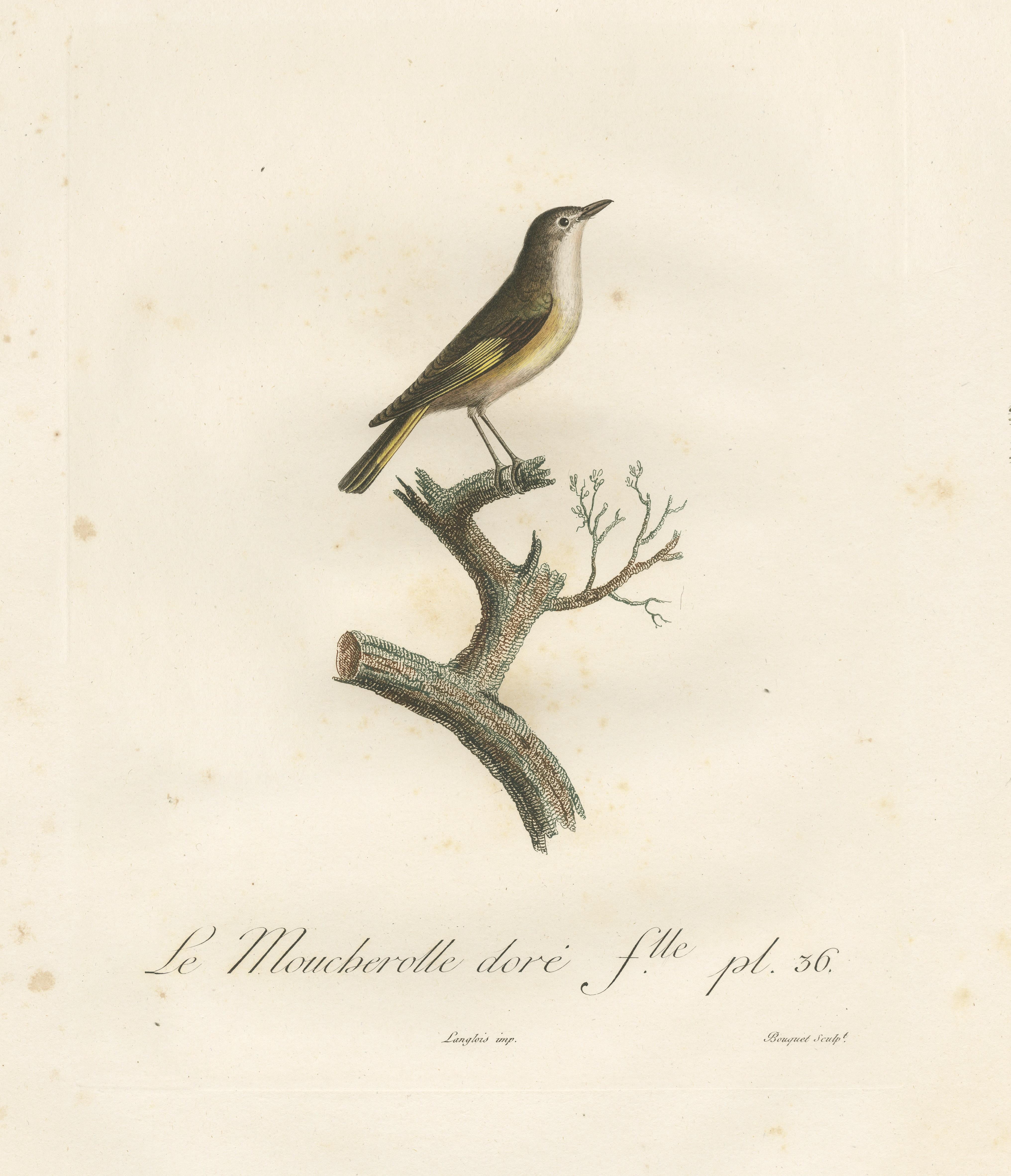 The White Golden Flycatcher - 'Le Moucherolle doré' Antiker ornithologischer Druck (Papier) im Angebot