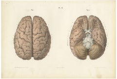 The Whole Brain from Above and Below, Antique Hirschfeld Anatomy Print, 1866