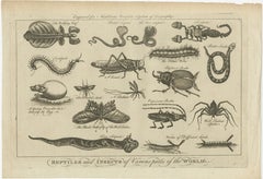 The Wonders of Nature: Exquisite 18th Century Engravings of Reptiles and Insects