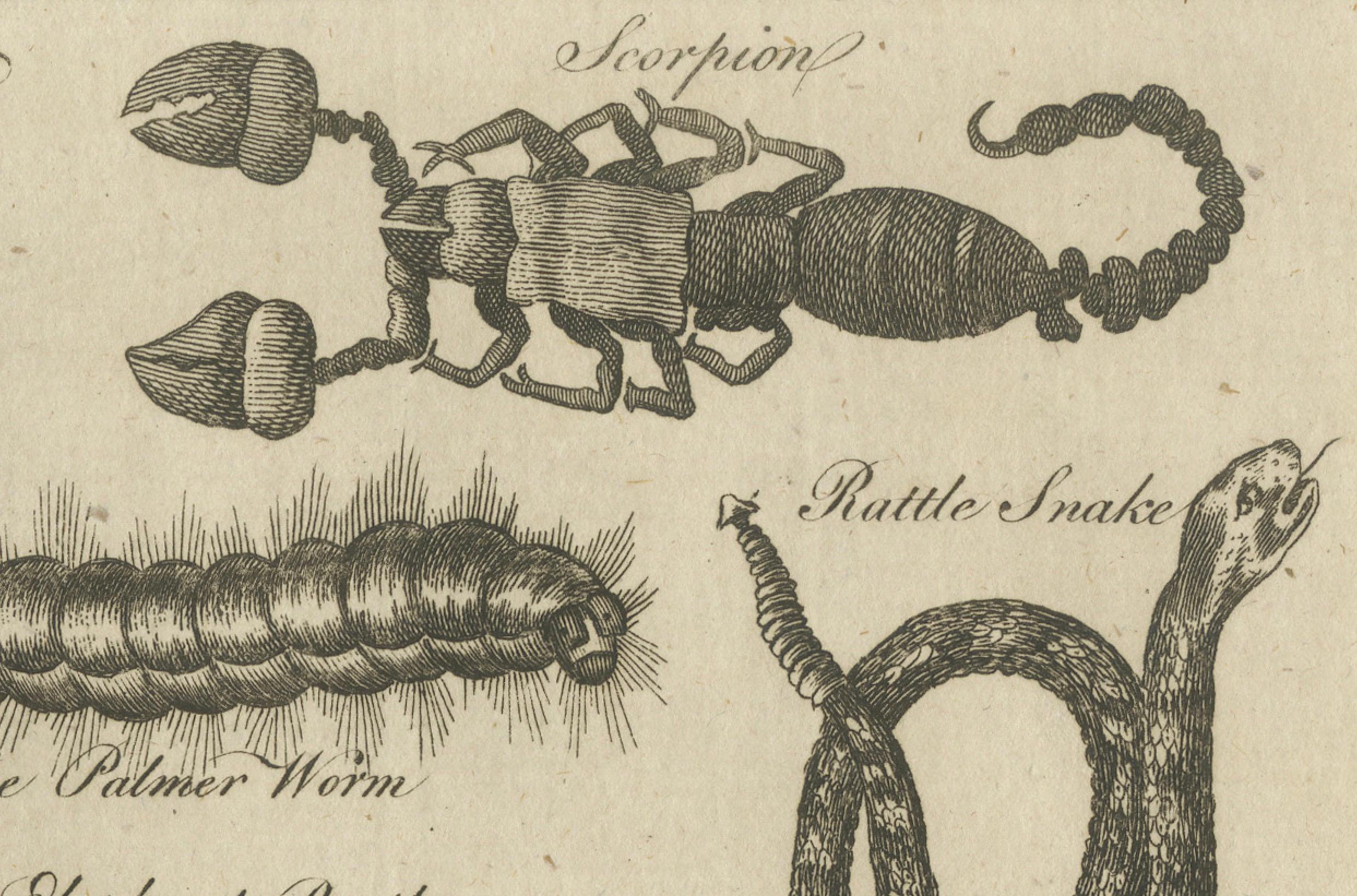 Engraved The Wonders of Nature: Exquisite 18th Century Engravings of Reptiles and Insects For Sale