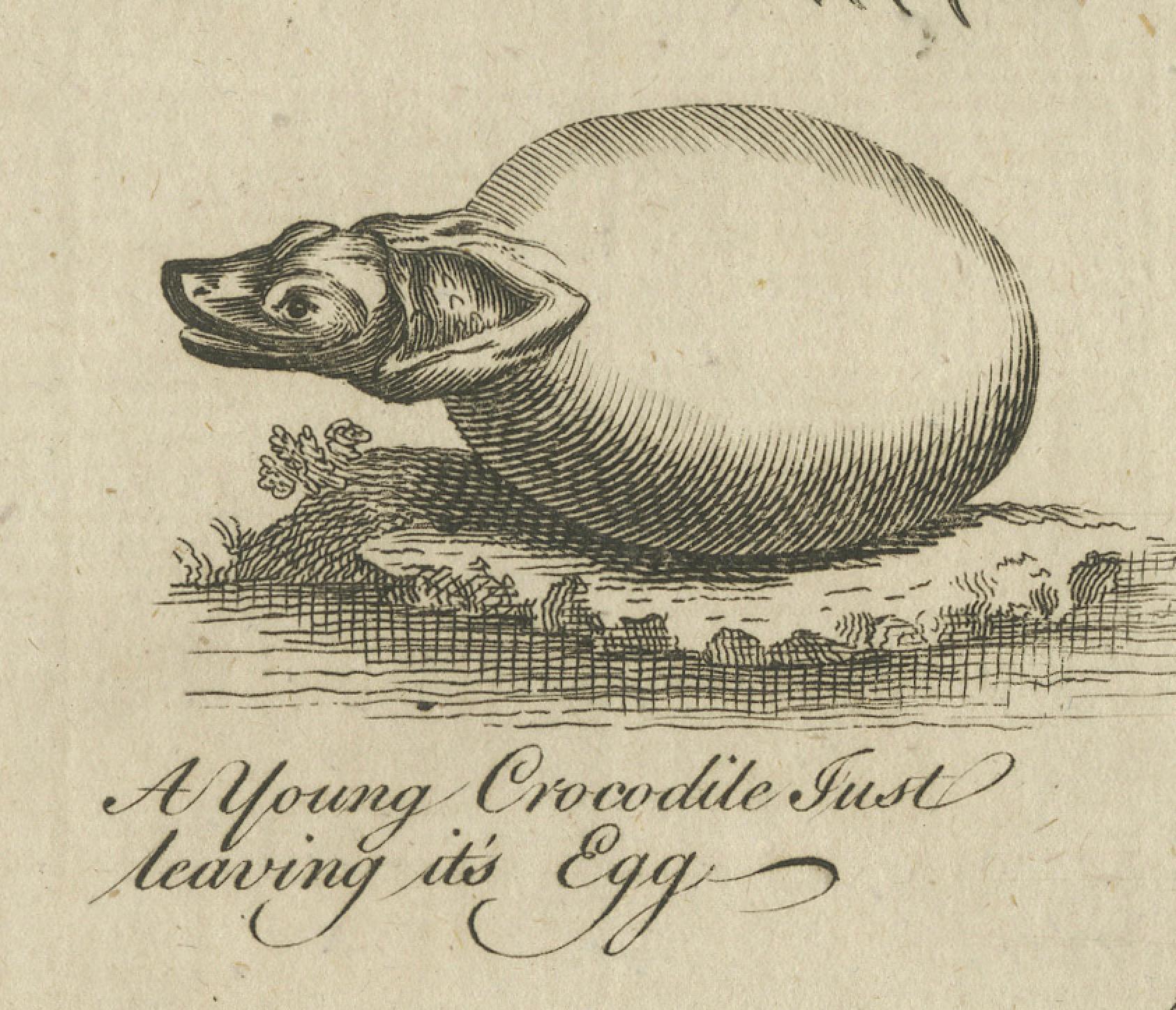 Paper The Wonders of Nature: Exquisite 18th Century Engravings of Reptiles and Insects For Sale