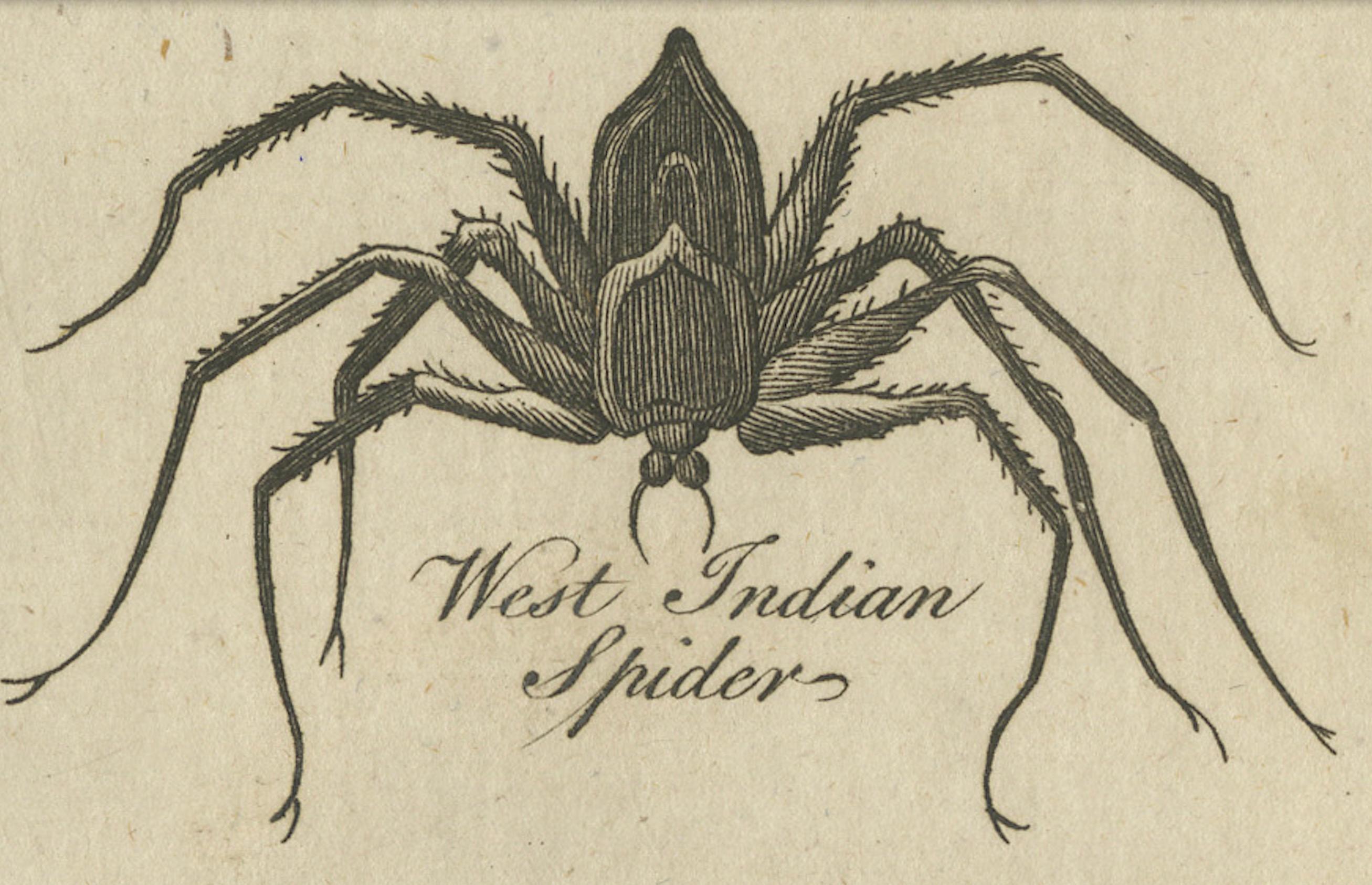 The Wonders of Nature: Exquisite 18th Century Engravings of Reptiles and Insects For Sale 1