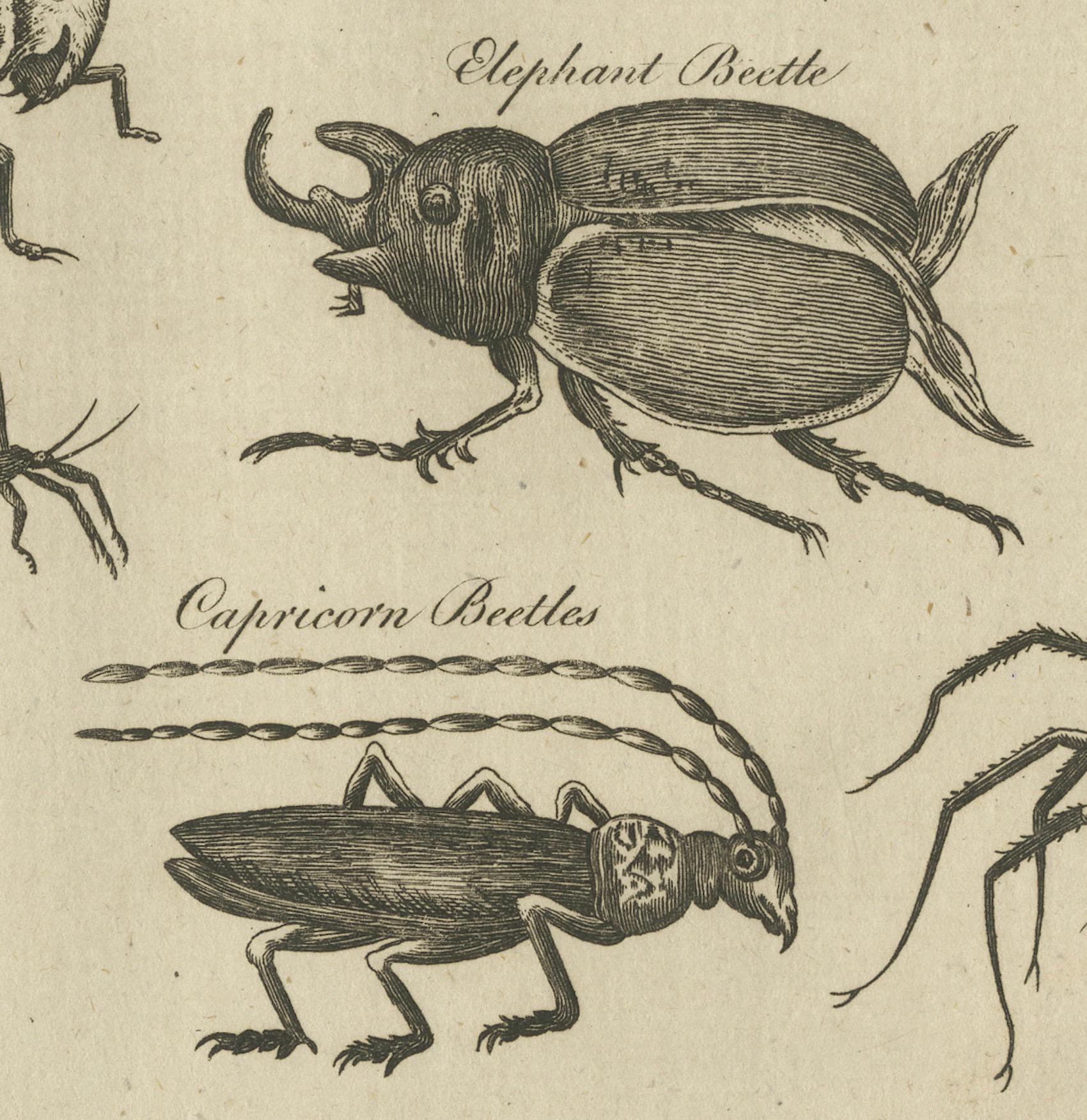 The Wonders of Nature: Exquisite 18th Century Engravings of Reptiles and Insects For Sale 2