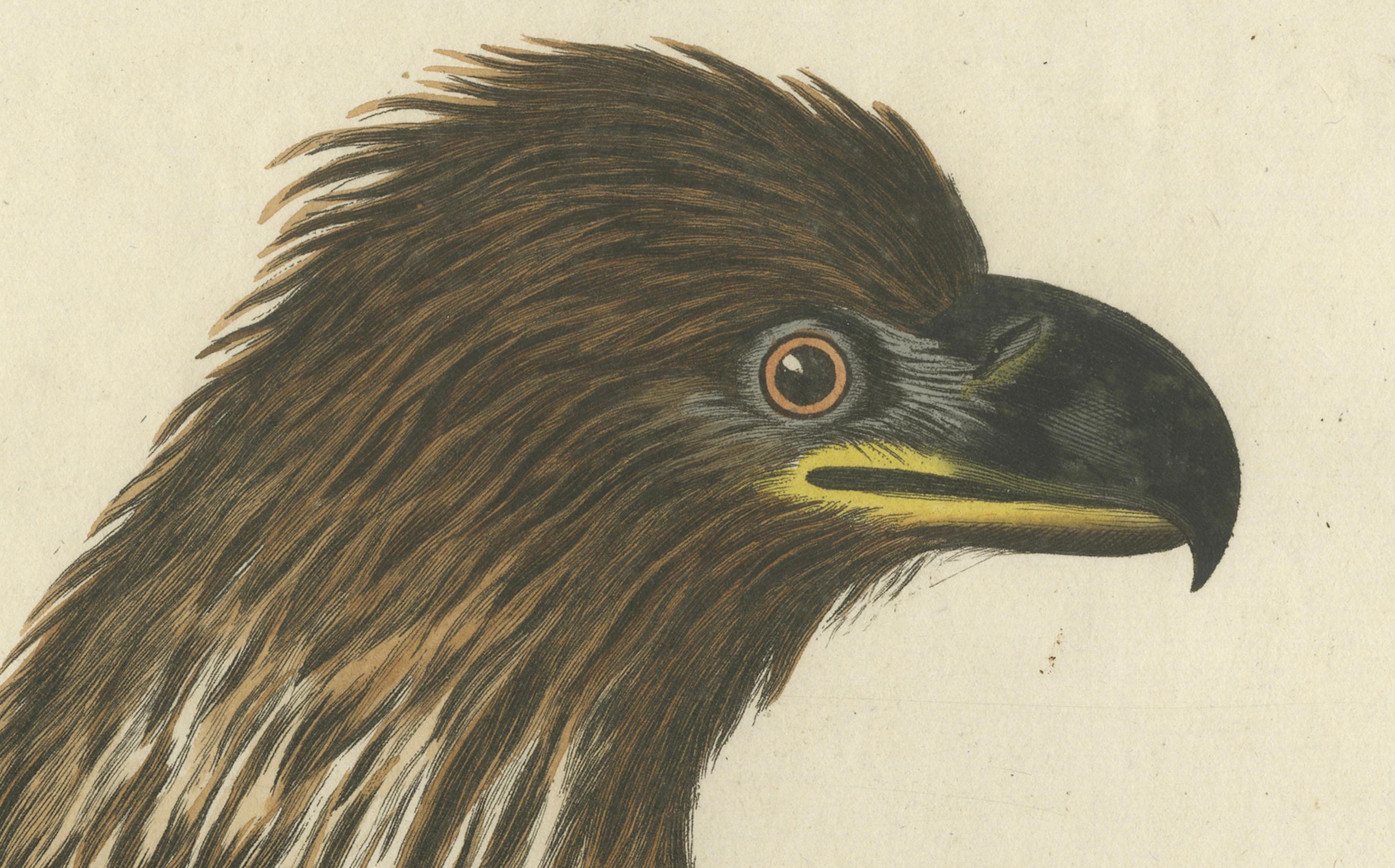 Falco Leucocephalus Hornotinus - Der junge Weißkopfseeadler, von Sepp & Nozeman, 1770er Jahre

Dieser prächtige handkolorierte Stich von Falco Leucocephalus Hornotinus (dem jungen Weißkopfseeadler) wurde von Jan Christiaan Sepp und Cornelius Nozeman