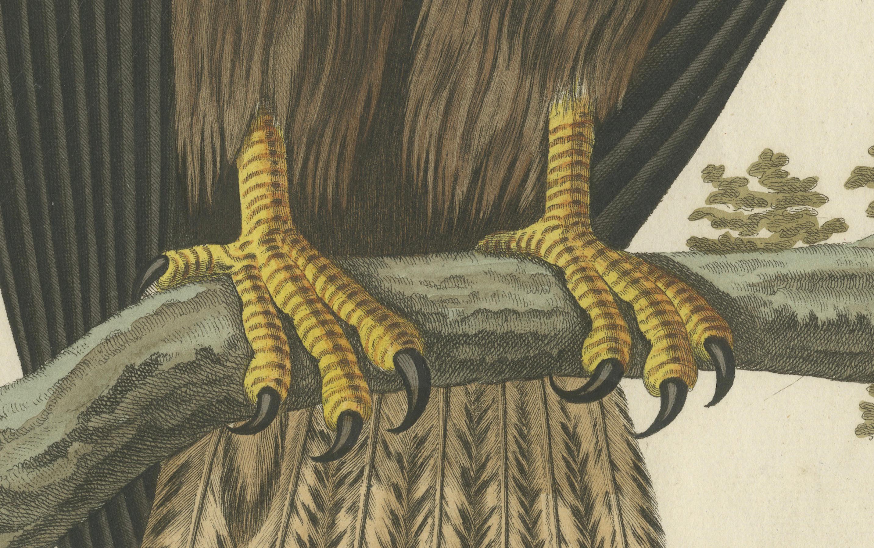 Der junge Weißkopfseeadler - Antiker holländischer ornithologischer Stich, 1770er Jahre (Niederländisch) im Angebot