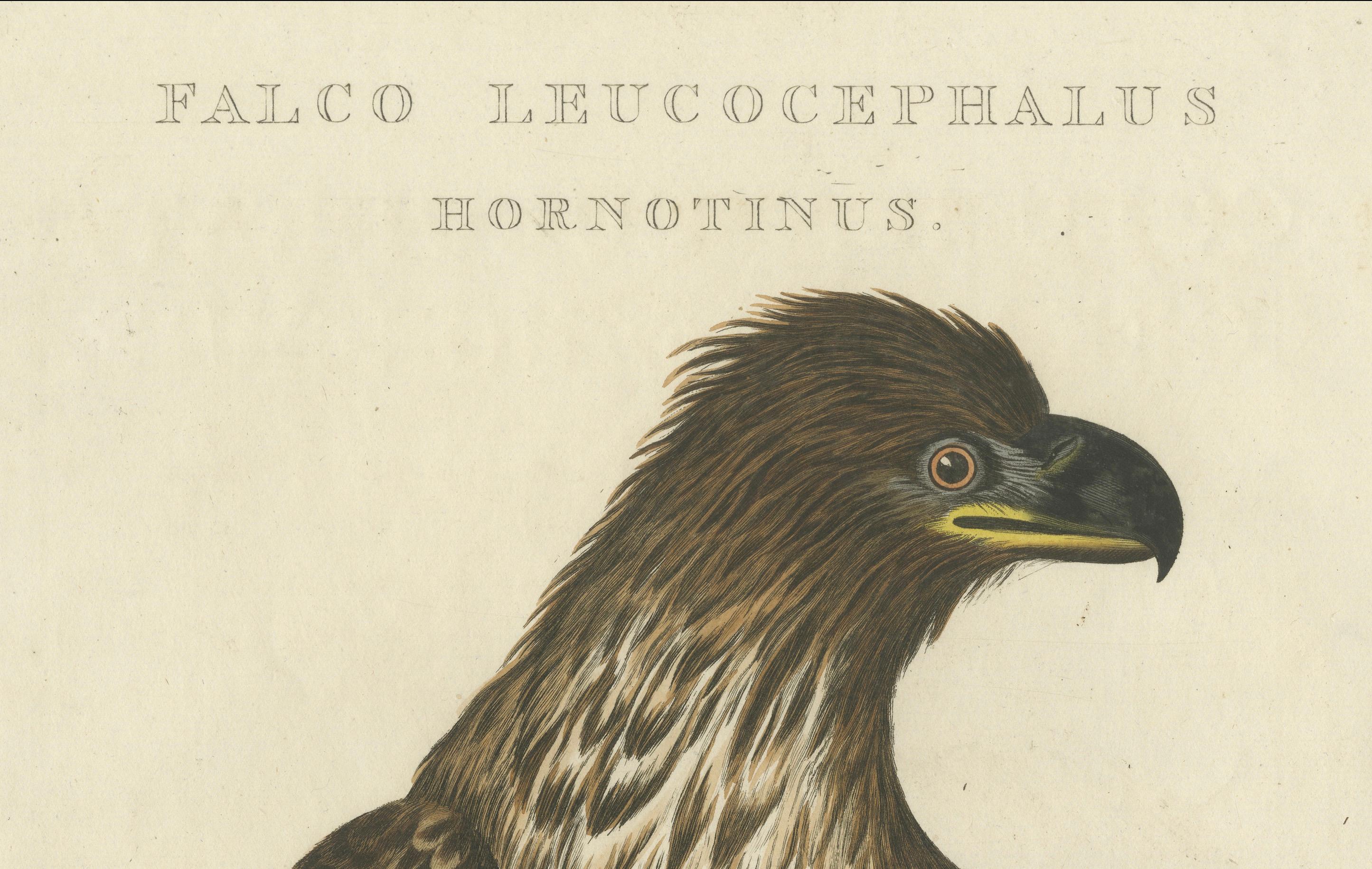 Der junge Weißkopfseeadler - Antiker holländischer ornithologischer Stich, 1770er Jahre (Graviert) im Angebot