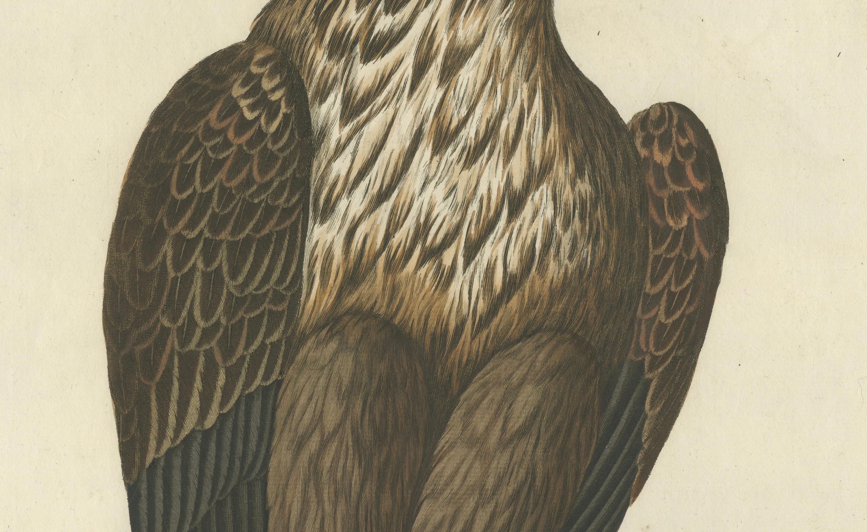 Der junge Weißkopfseeadler - Antiker holländischer ornithologischer Stich, 1770er Jahre im Zustand „Gut“ im Angebot in Langweer, NL