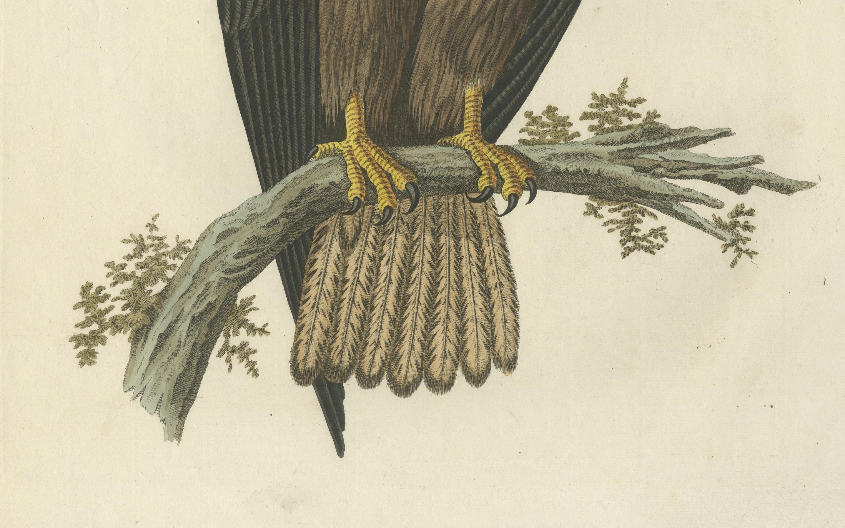 Der junge Weißkopfseeadler - Antiker holländischer ornithologischer Stich, 1770er Jahre (Spätes 18. Jahrhundert) im Angebot