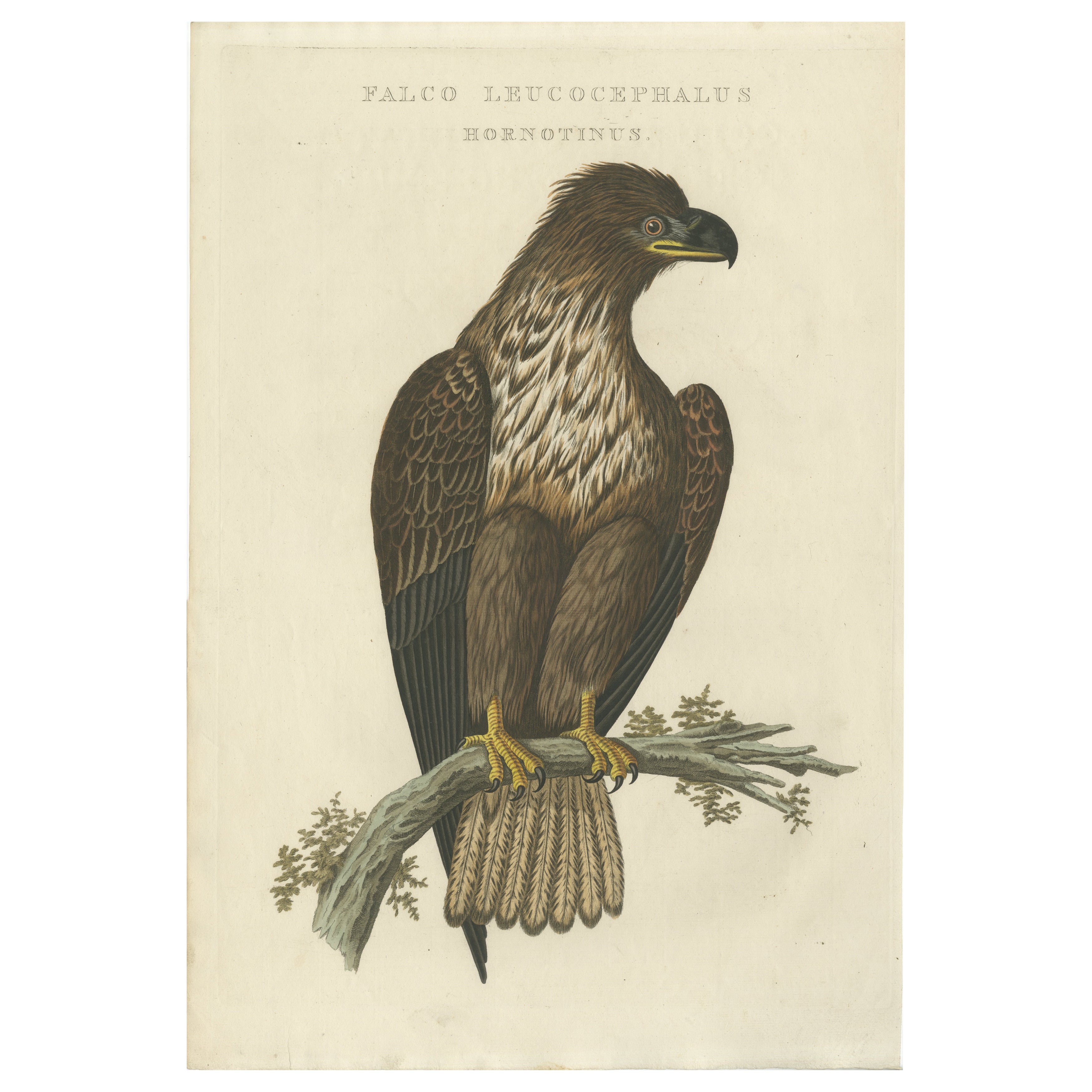 Der junge Weißkopfseeadler - Antiker holländischer ornithologischer Stich, 1770er Jahre im Angebot