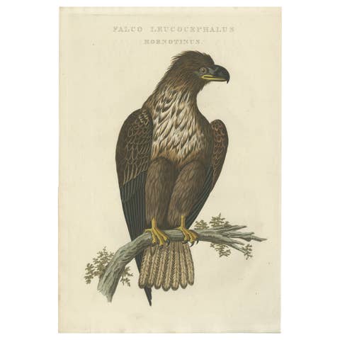 The Young Bald Eagle – Antique Dutch Ornithological Engraving, 1770s