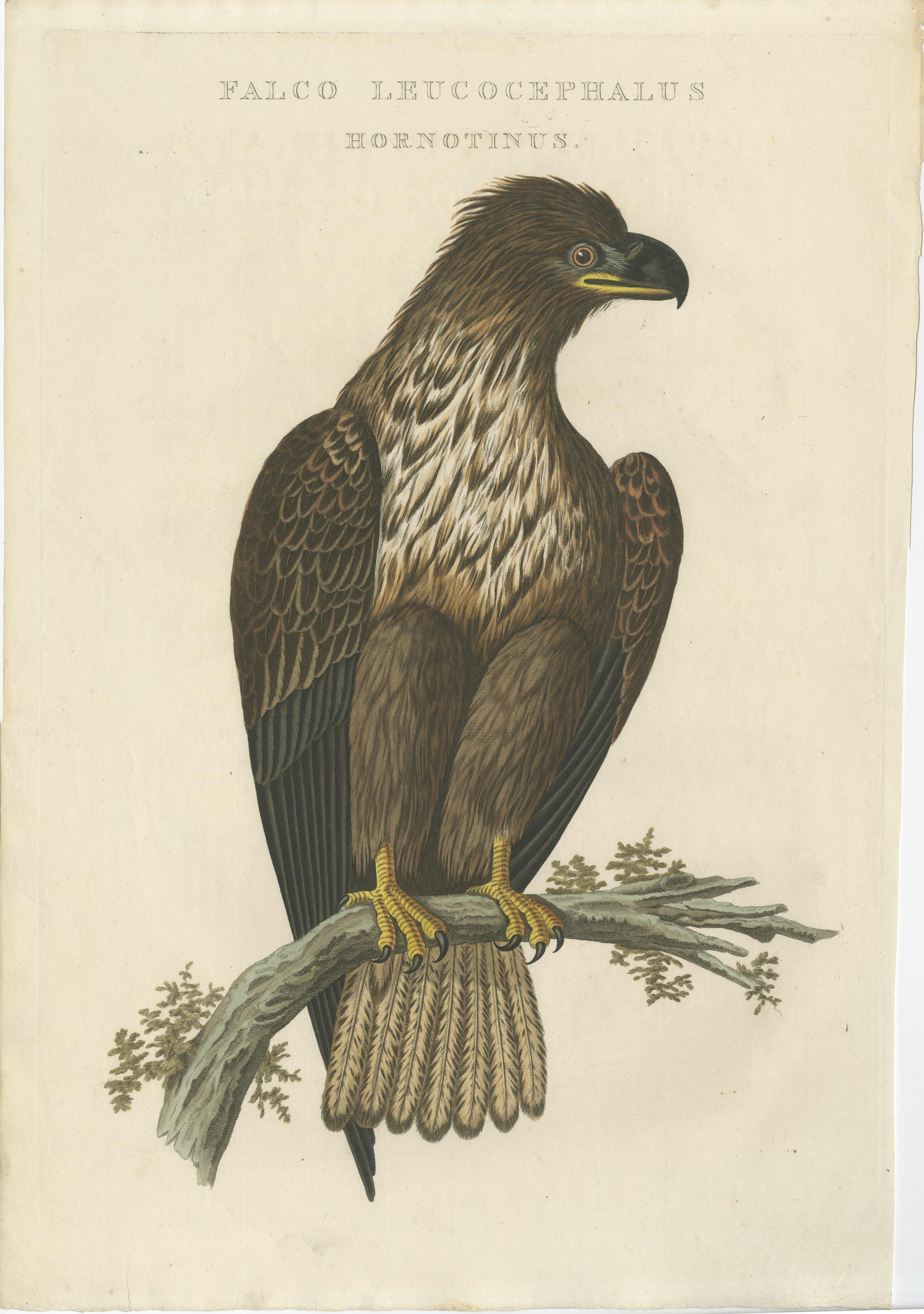 The Young Bald Eagle – Antique Dutch Ornithological Engraving, 1770s