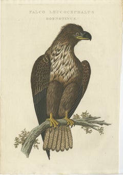 The Young Bald Eagle – Antique Dutch Ornithological Engraving, 1770s