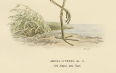 The Young Grey Heron from the "Svenska Fåglar Lithographs Series, 1929