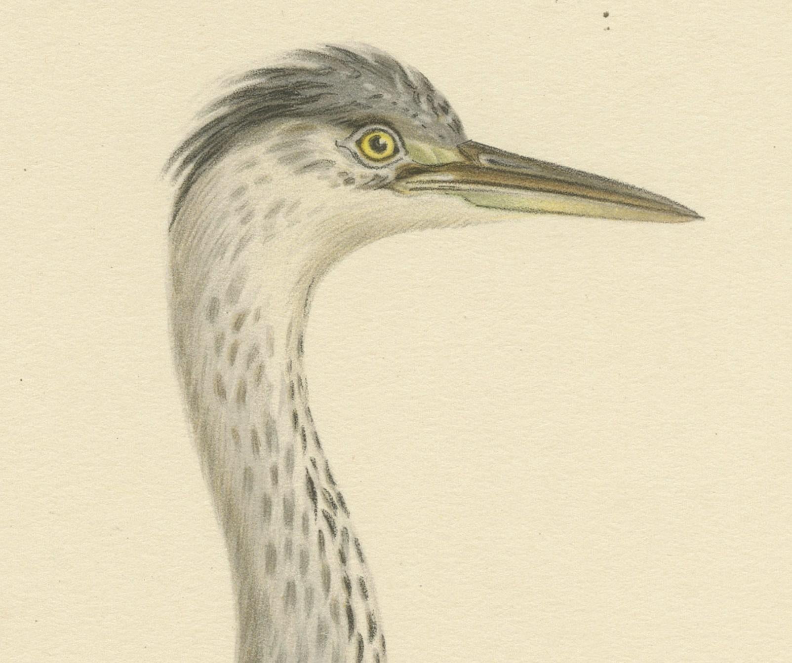 The Young Grey Heron from the 