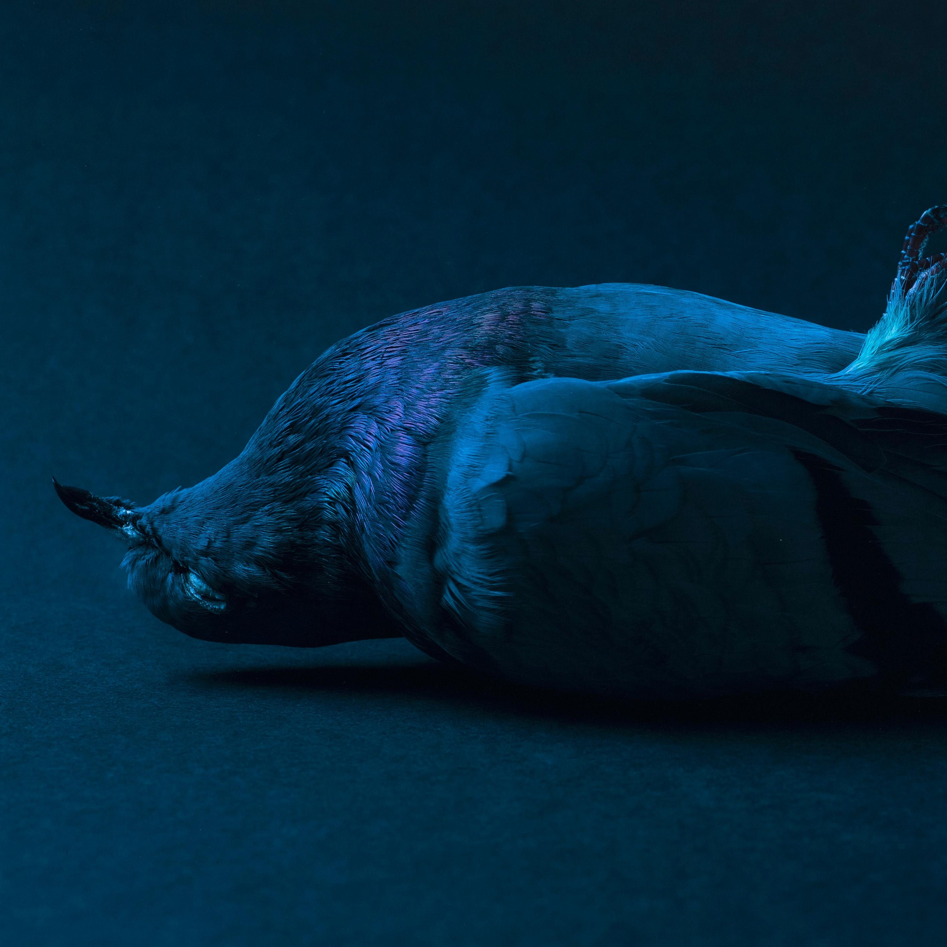 Mise au tombeau - Contemporain Photograph par Theo Ellison