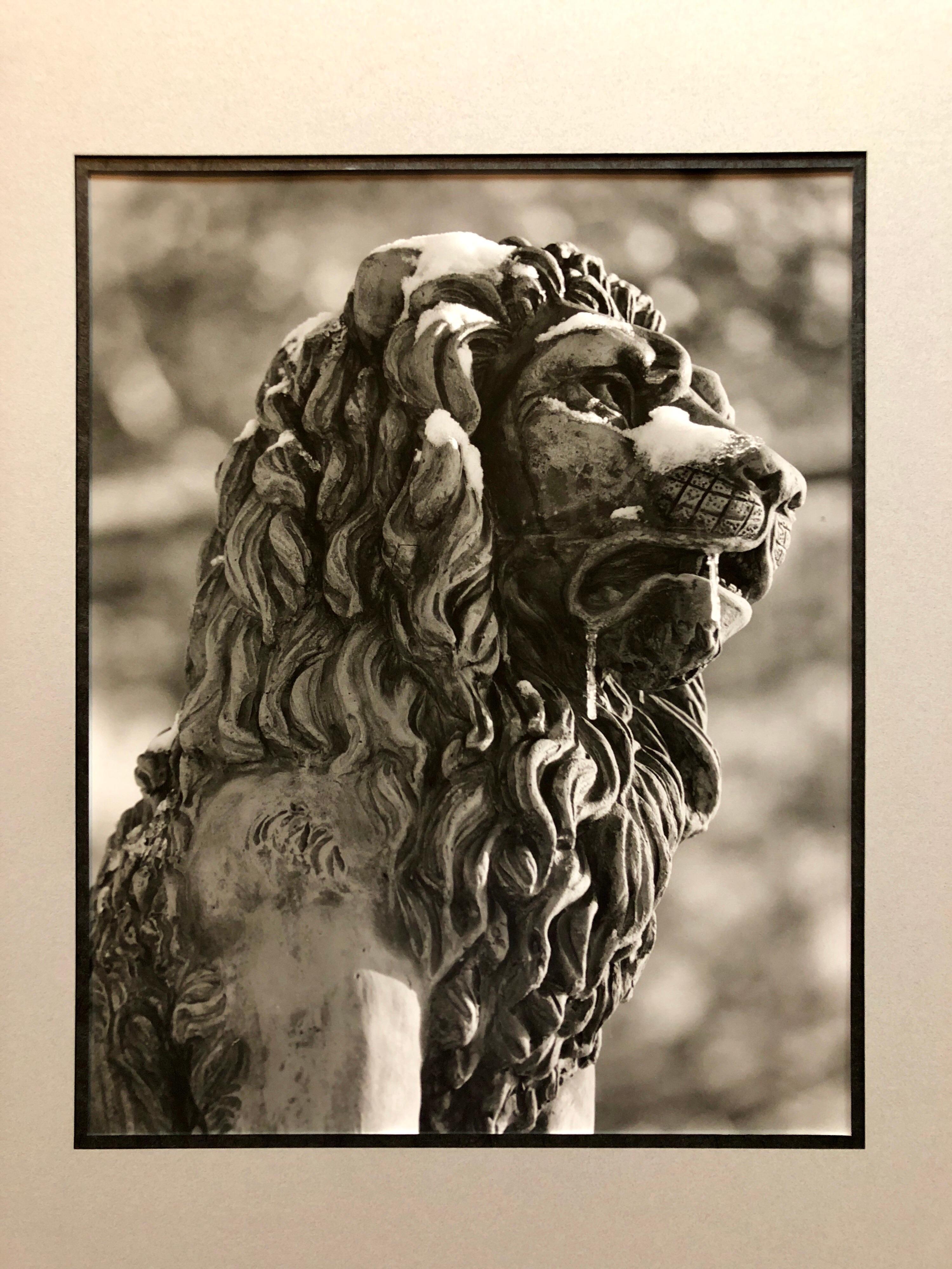 Theodore Cohen  Black and White Photograph - Stone Lion Sculpture Photograph, Jerusalem Vintage Silver Gelatin Photo Print