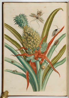 Third Dutch edition of the magnus opus by Maria Sibylla Merian.