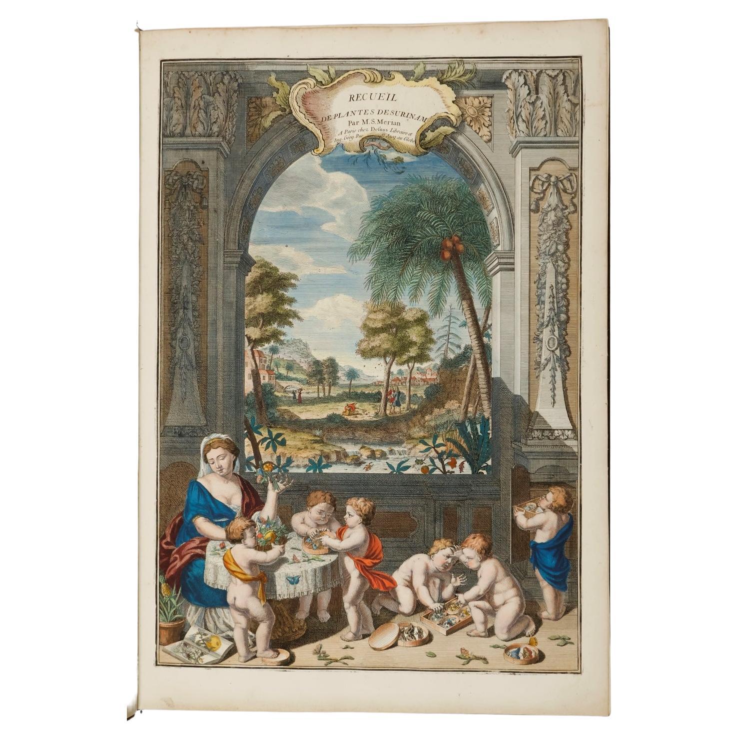 Third Dutch edition of the magnus opus by Maria Sibylla Merian. For Sale