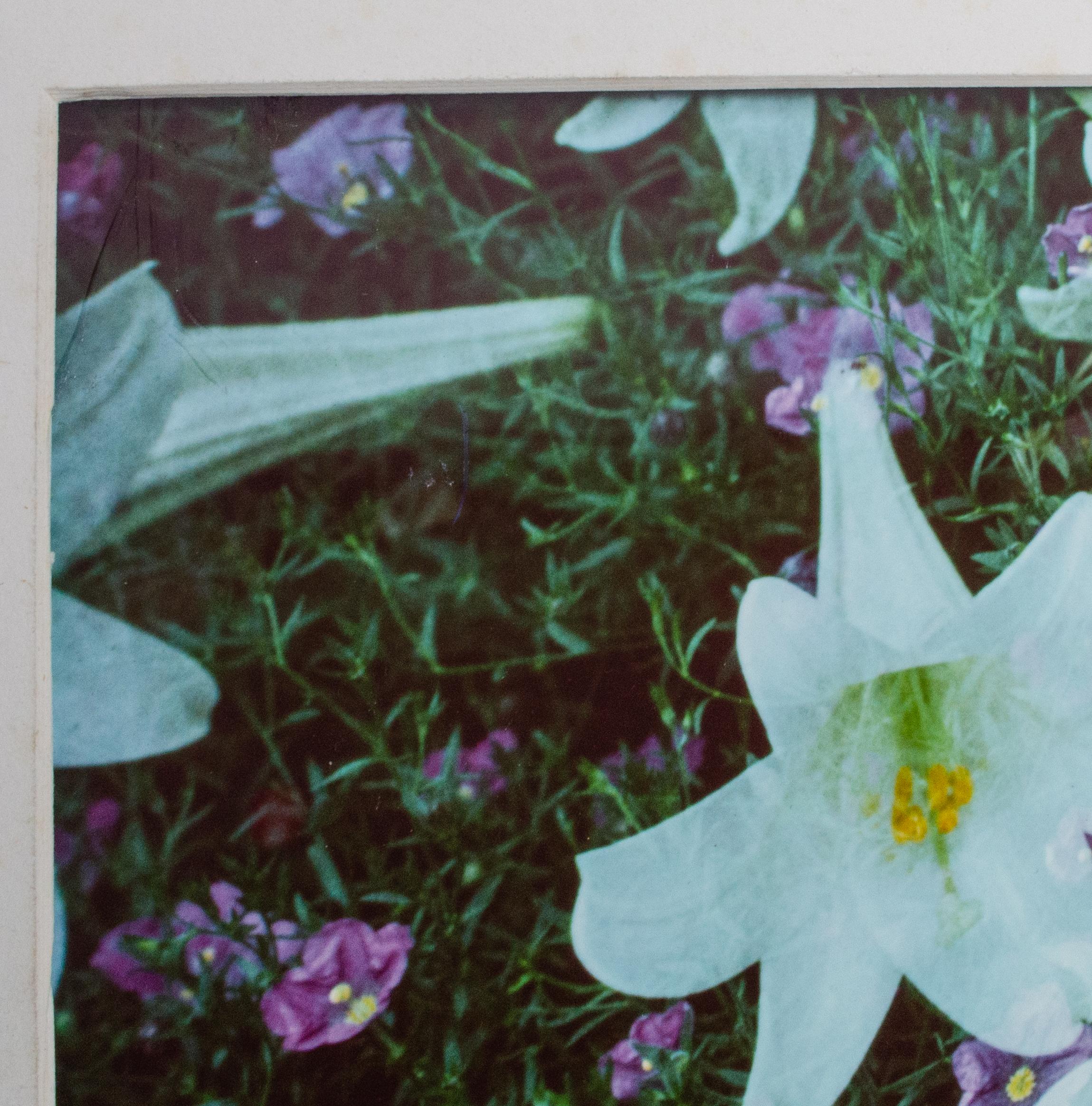 The Lilly Foto di Thomas Blagden Jr., Originale in vendita 2
