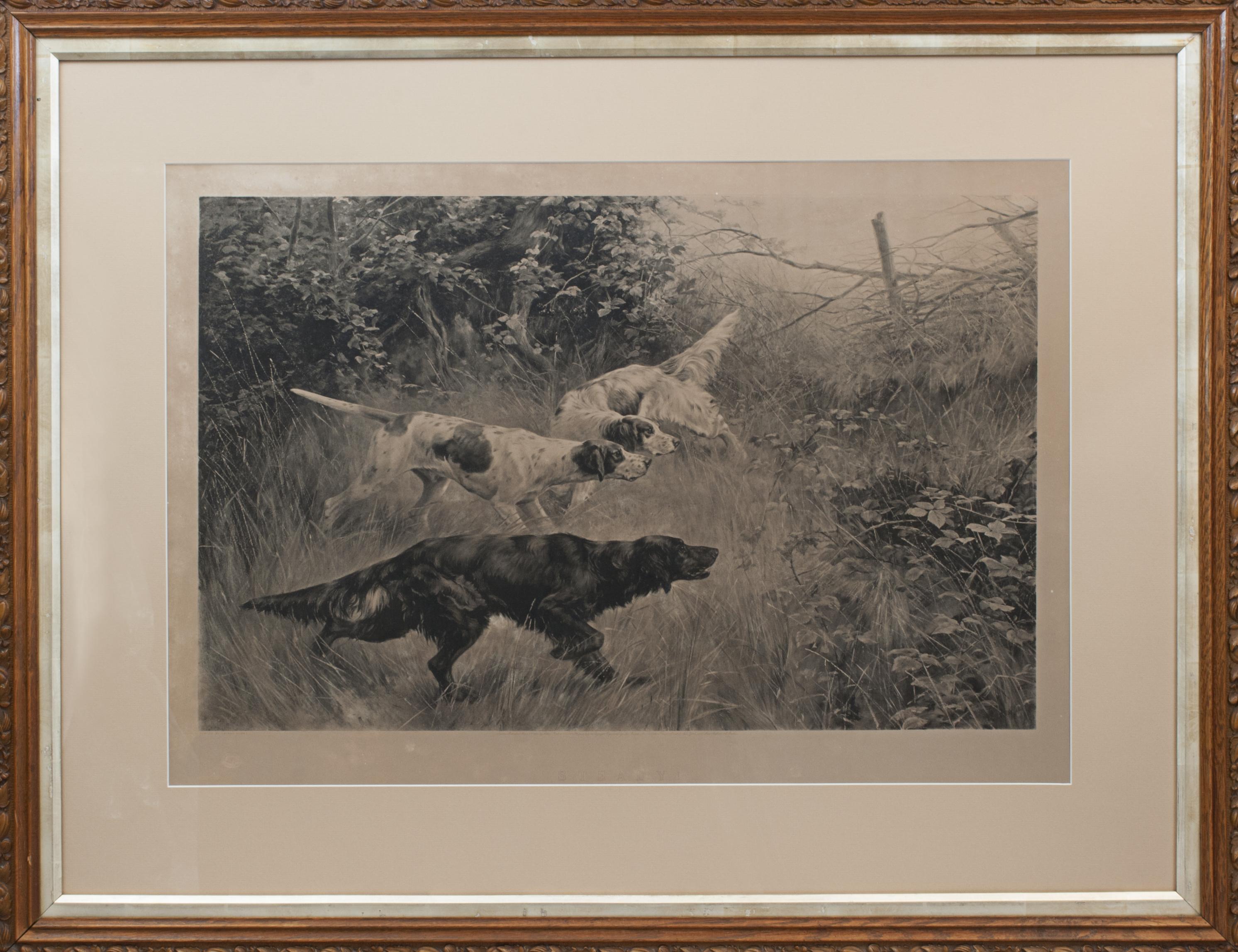 Sporting Print Of Setters. A Thomas Blinks Photogravure, Steady!
A wonderful large photogravure after Thomas Blinks original painting. Framed in original carved oak frame with gold slip. Steady! is a wonderful photogravure of three setters flushing