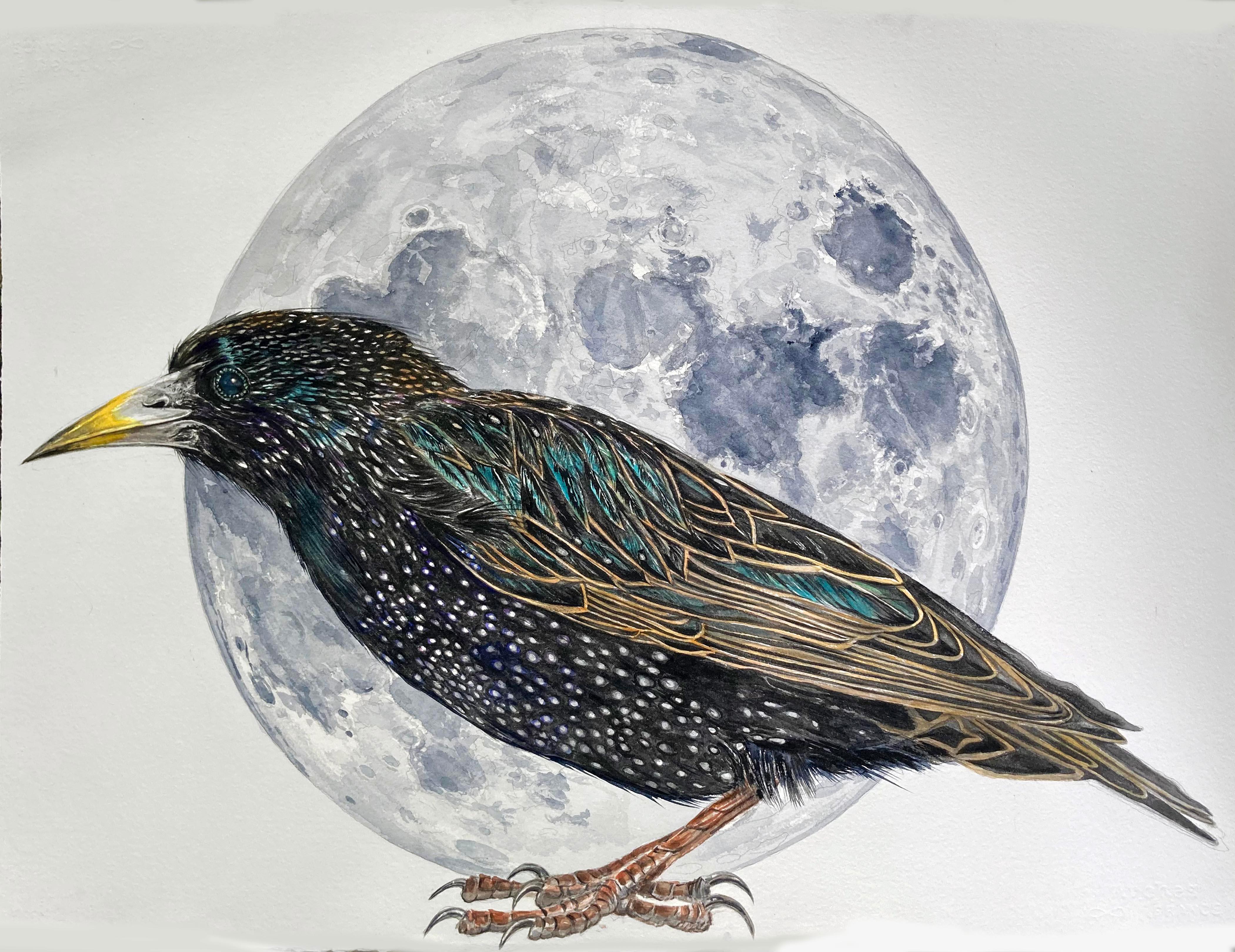 Thomas Broadbent Animal Painting - "Moon and Stars" Contemporary Surrealist painting (starling bird with moon)