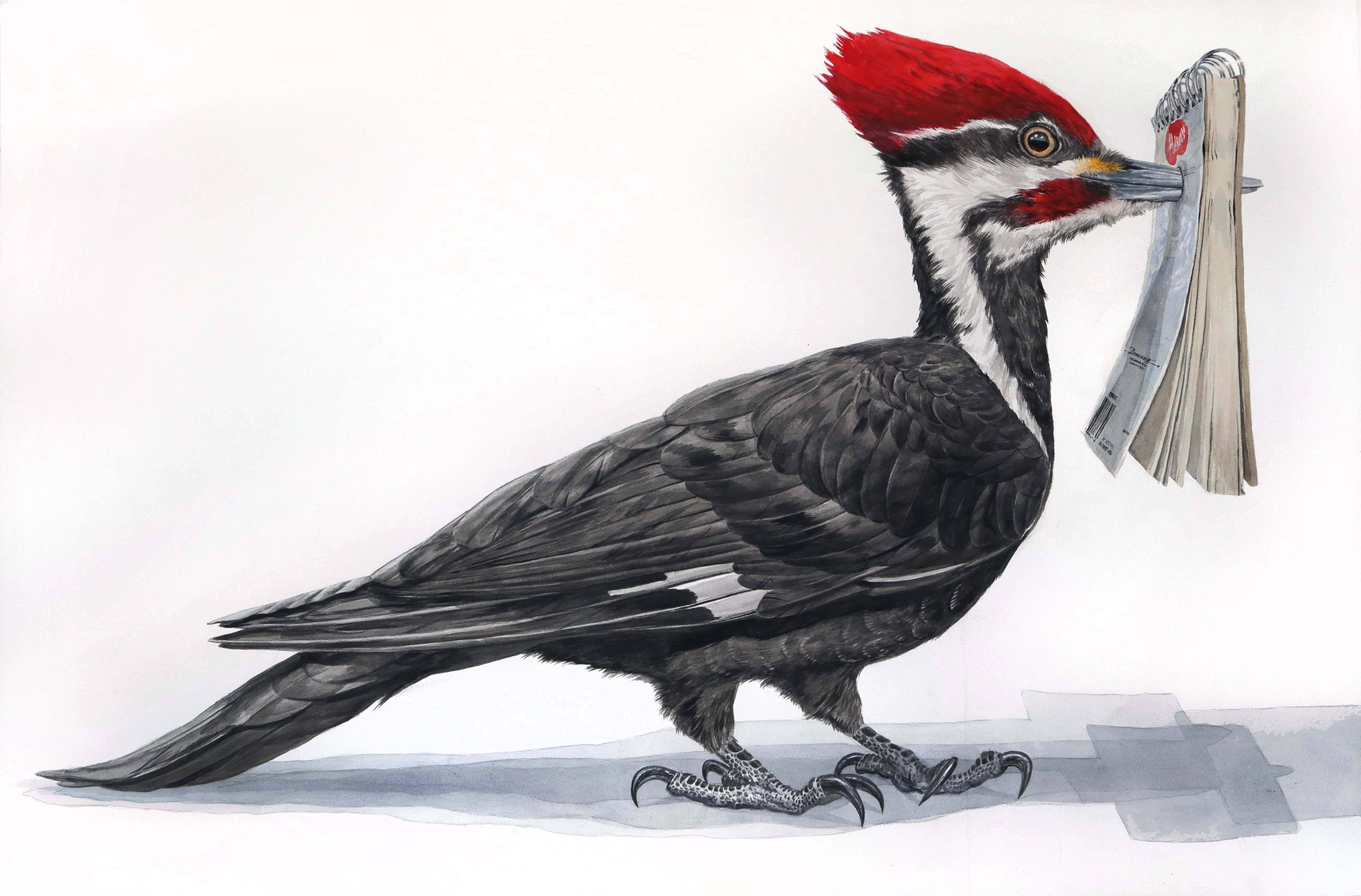 Thomas Broadbent Animal Painting – Großformatiges Aquarell:: „Woodpecker Sketchbook“ (Tiergemälde):: signiert