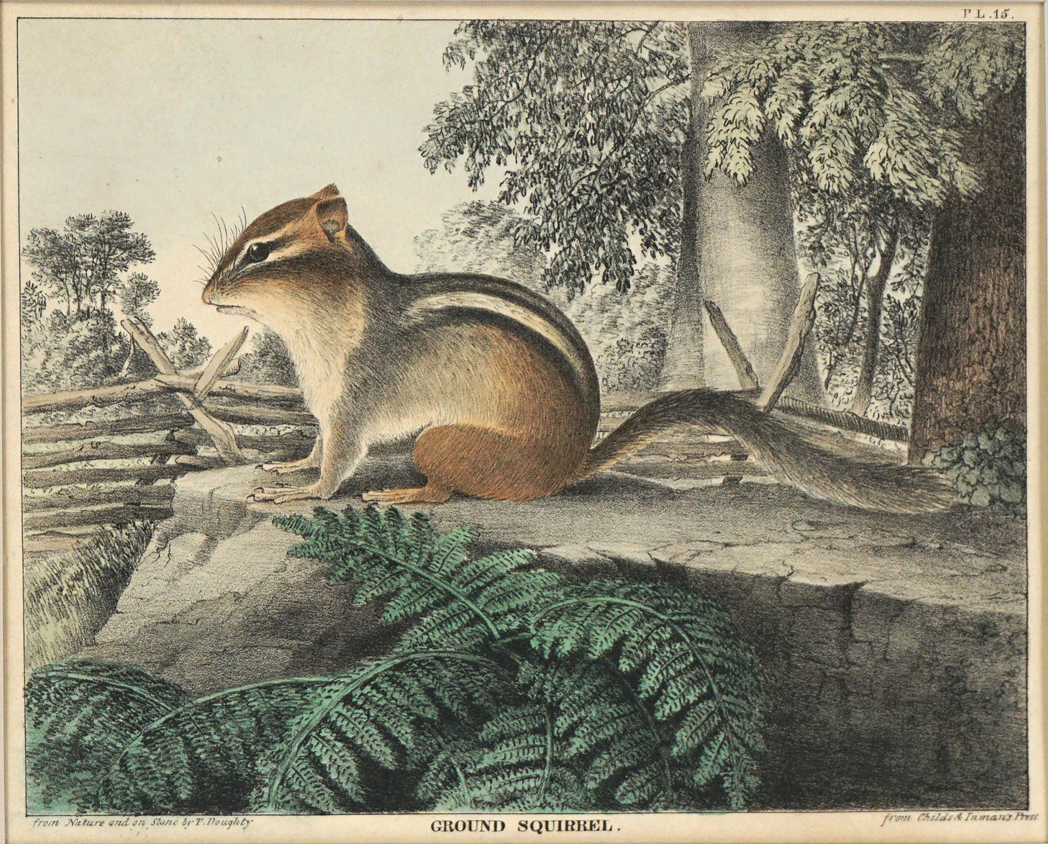 1830's Hand-colored Lithograph of a Ground Squirrel - Print by Thomas Doughty