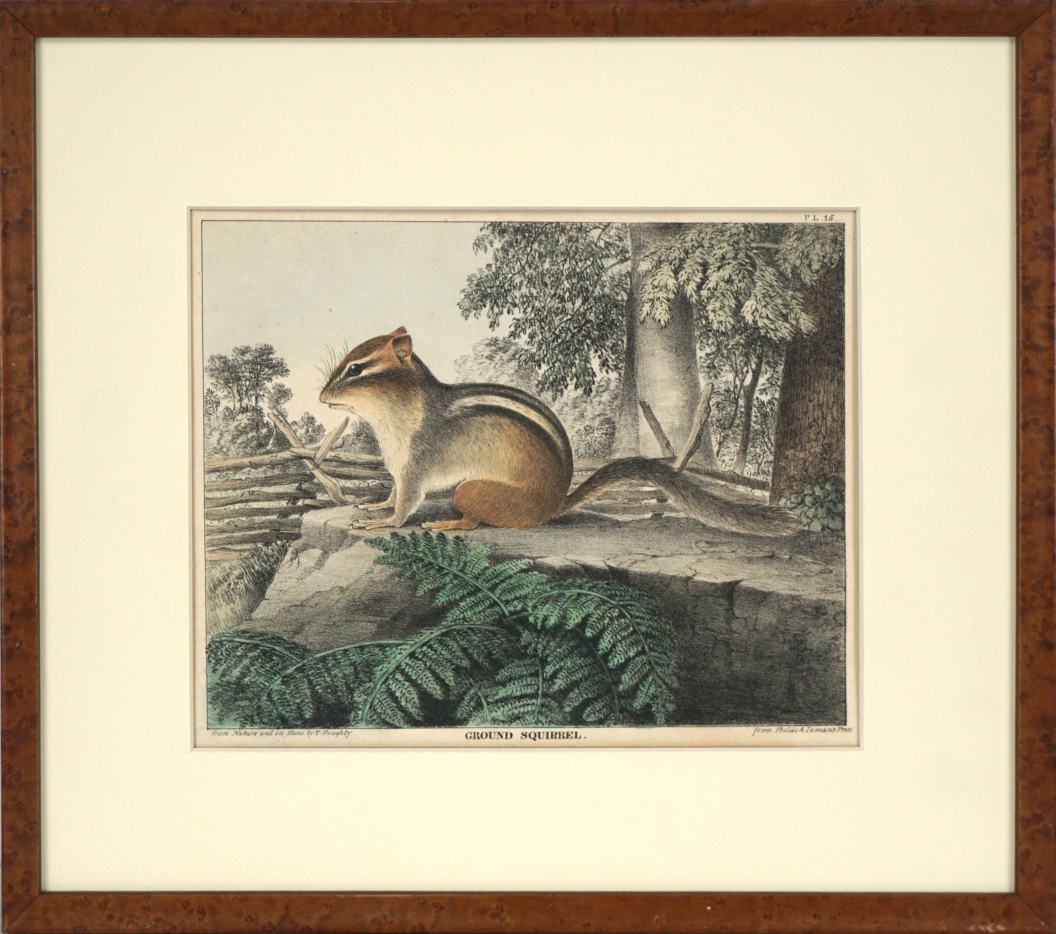 Thomas Doughty Animal Print - 1830's Hand-colored Lithograph of a Ground Squirrel